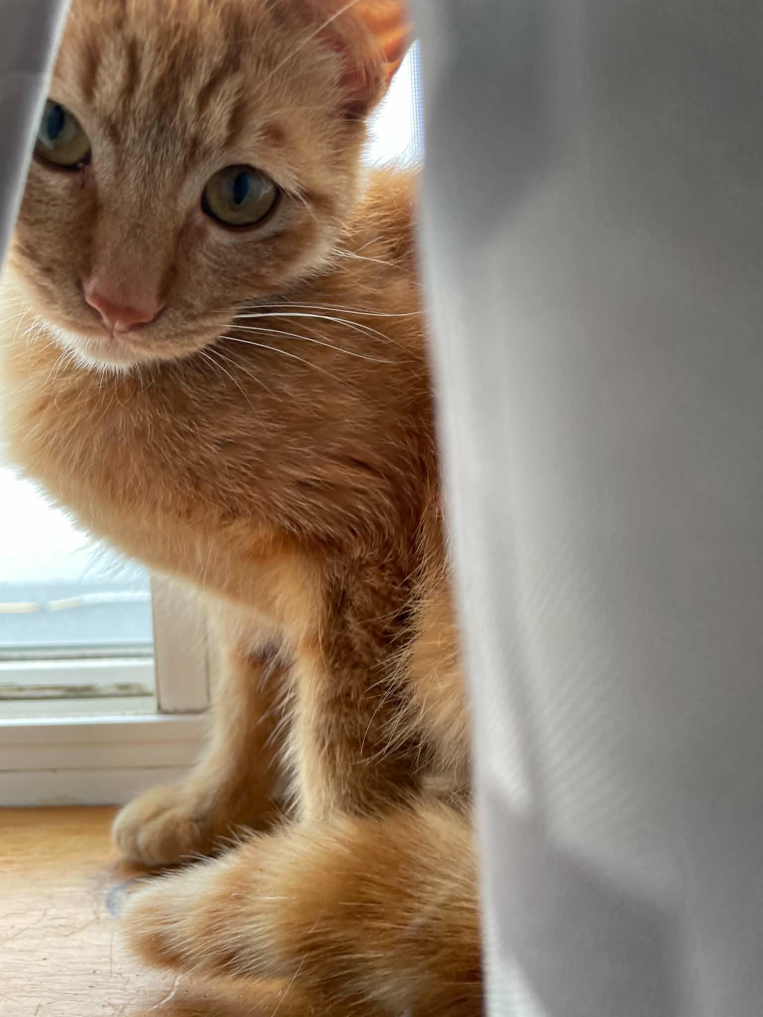 Enlarge Reba, a ADOPTABLE Domestic Short Hair in Shakespeare, ON image 2/6