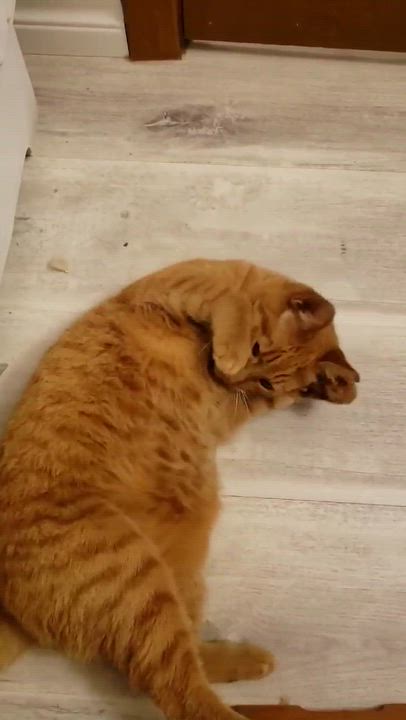 Enlarge Reba, a ADOPTABLE Domestic Short Hair in Shakespeare, ON video 5/6