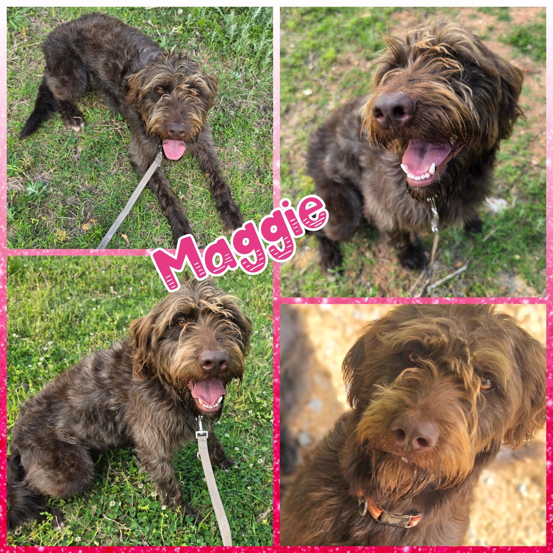 Enlarge Maggie, an adopted Labradoodle in Blacksburg, SC image 1/1
