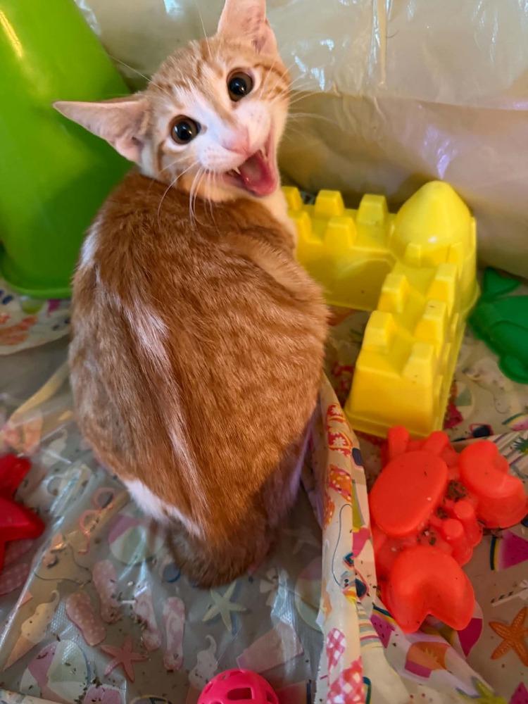Enlarge Gaston, a Adoptable Tabby in Orlando, FL image 1/2