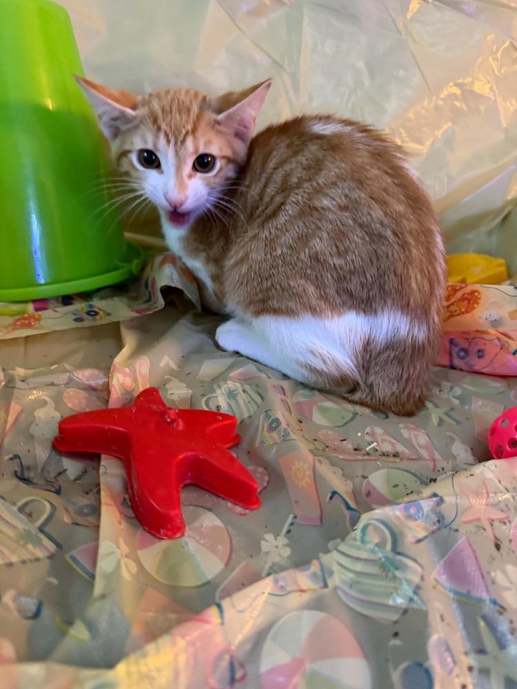 Enlarge Gaston, a Adoptable Tabby in Orlando, FL image 2/2