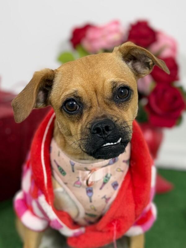 Enlarge Lilah, a Adoptable mixed breed in West Hills, CA image 1/1