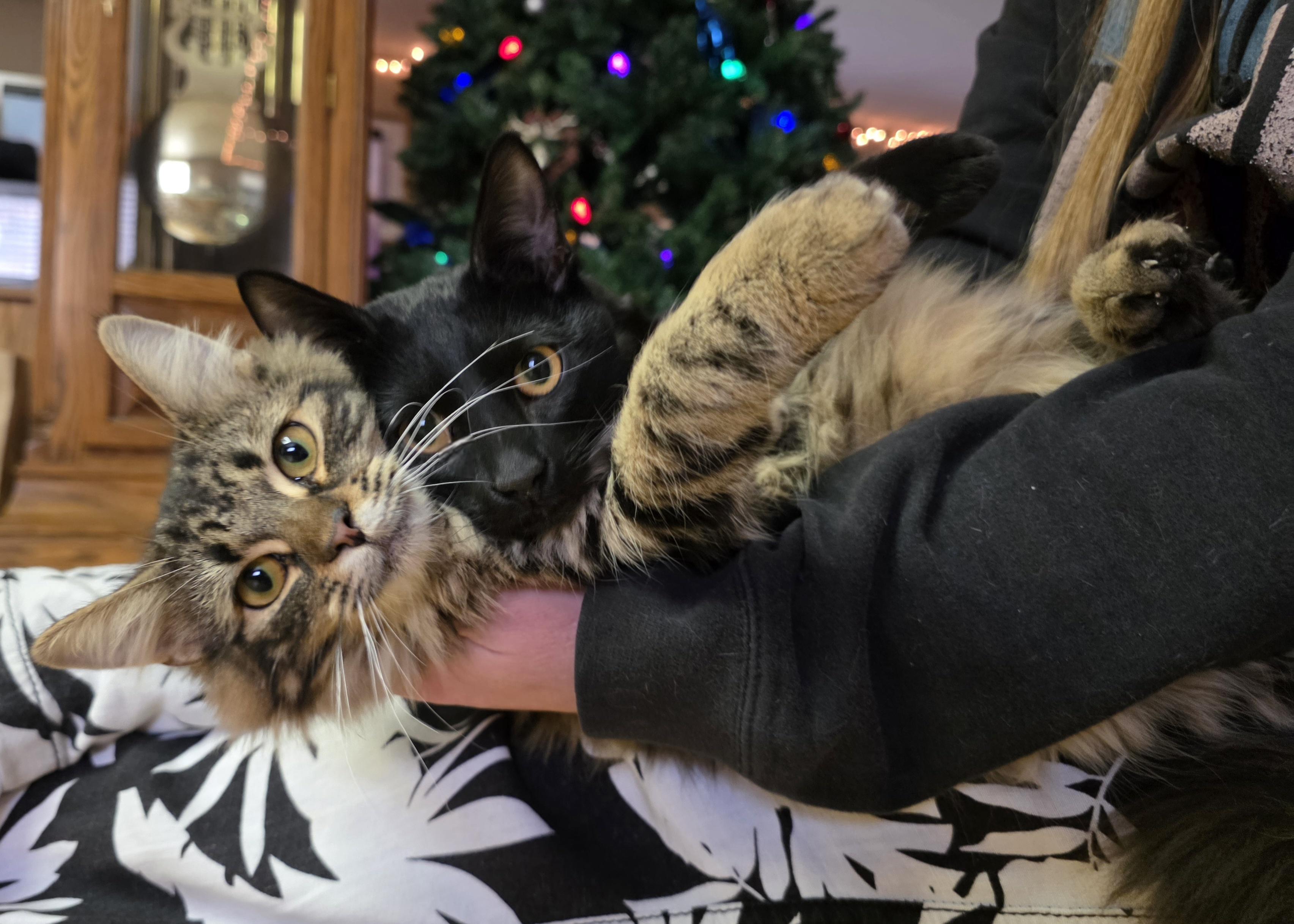 Dragon Fruit & Star Fruit, Adoptable, Young Male Domestic Short Hair.