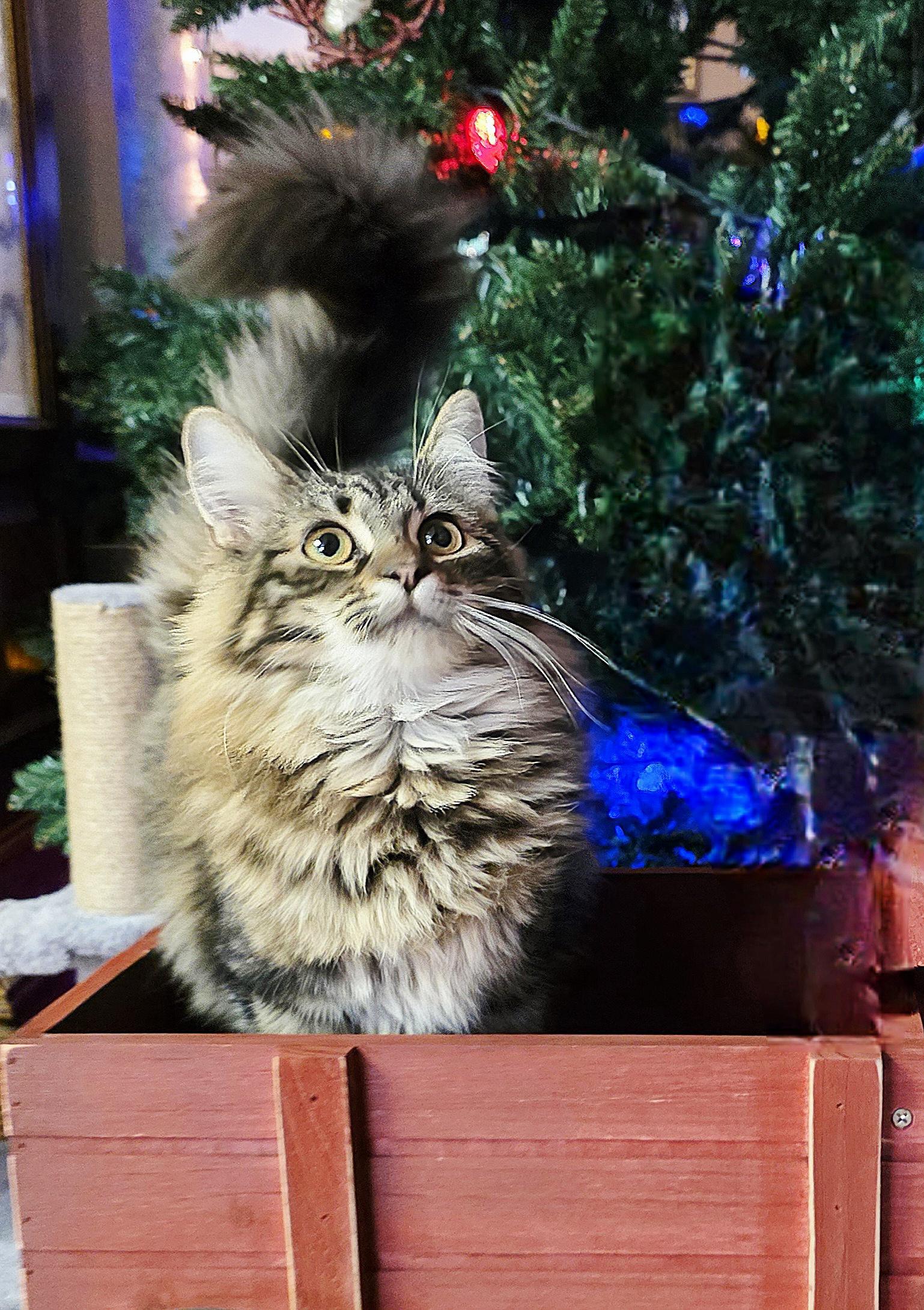 Enlarge Dragon Fruit & Star Fruit, a Adoptable Domestic Short Hair in Clovis, CA image 2/3