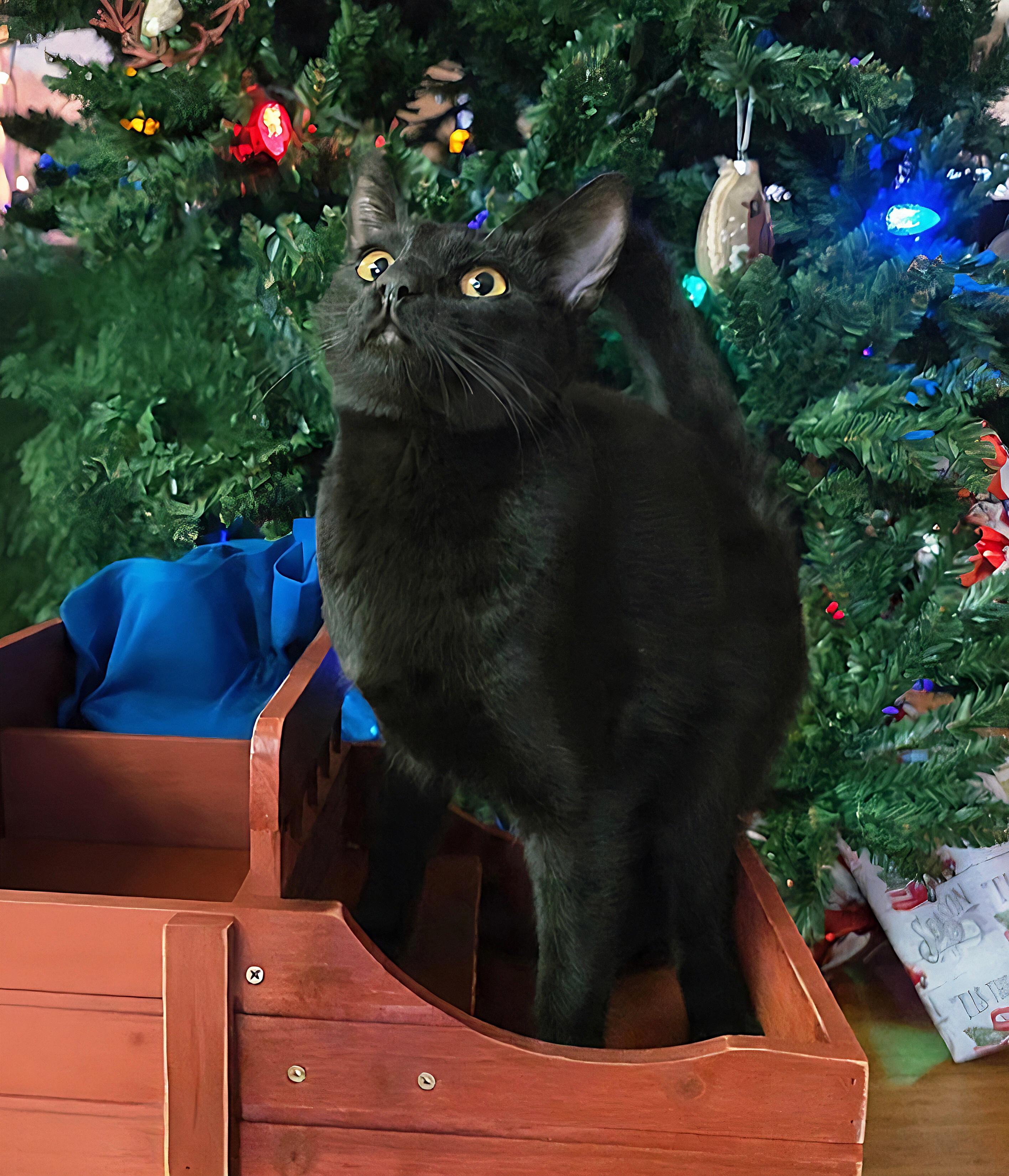 Enlarge Dragon Fruit & Star Fruit, a Adoptable Domestic Short Hair in Clovis, CA image 3/3