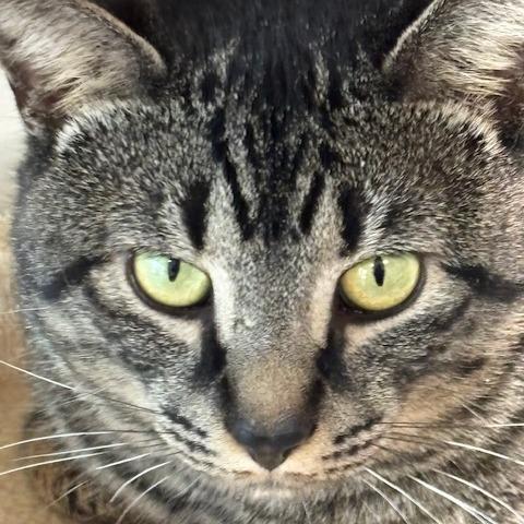 Theo — thumbnail 3