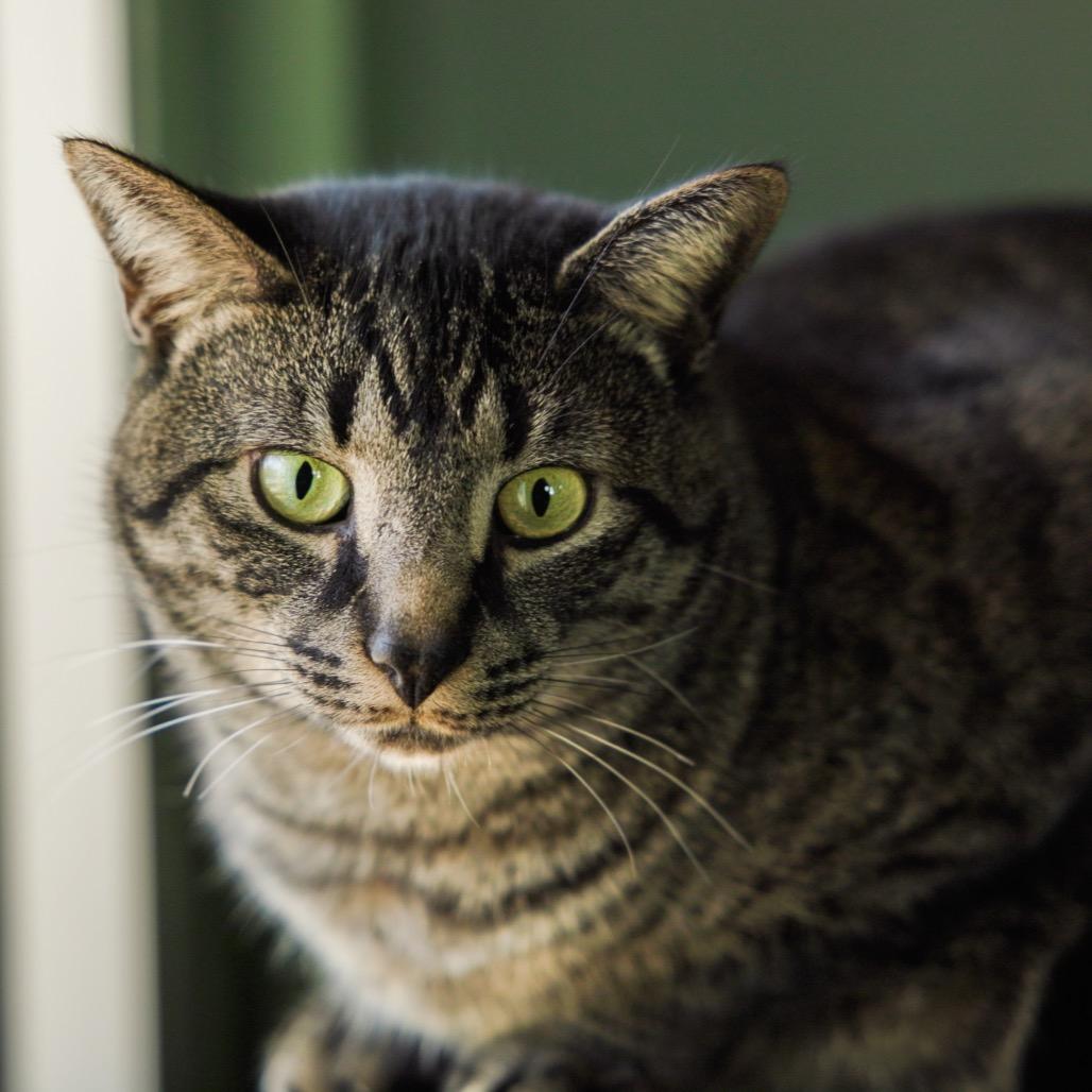 Theo — thumbnail 6