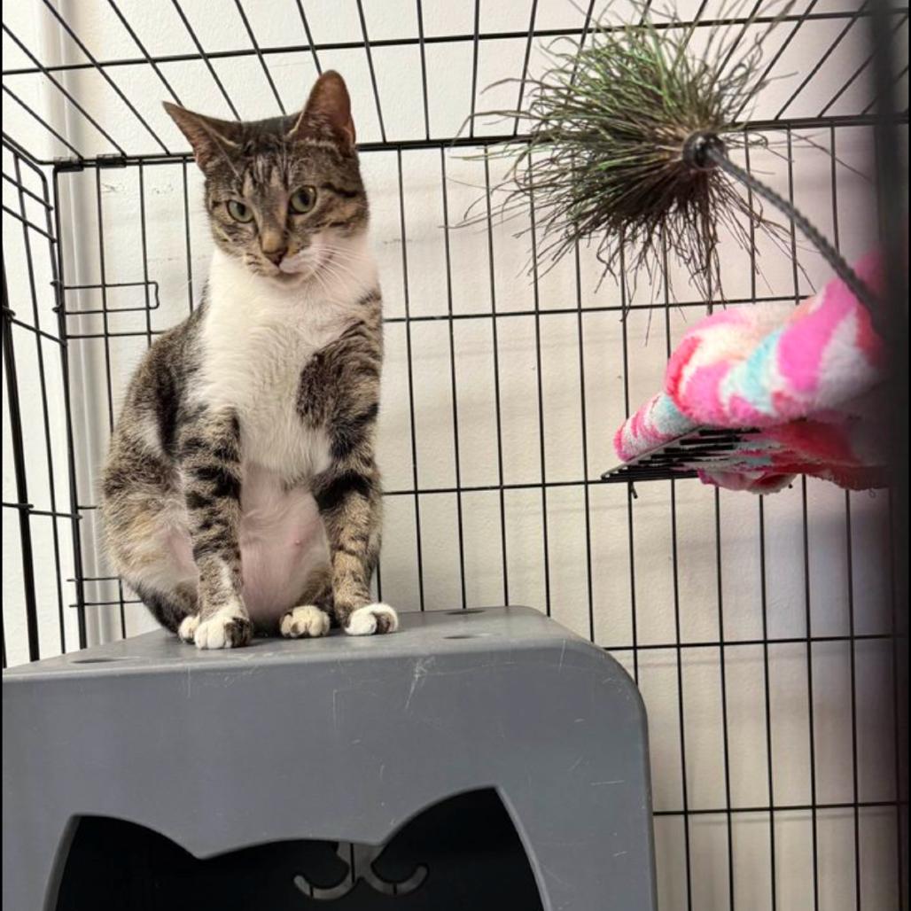 Enlarge Momma Mia, a Adoptable Domestic Short Hair in Houston, TX image 2/3