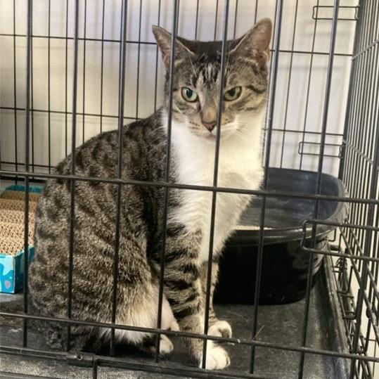 Enlarge Momma Mia, a Adoptable Domestic Short Hair in Houston, TX image 3/3