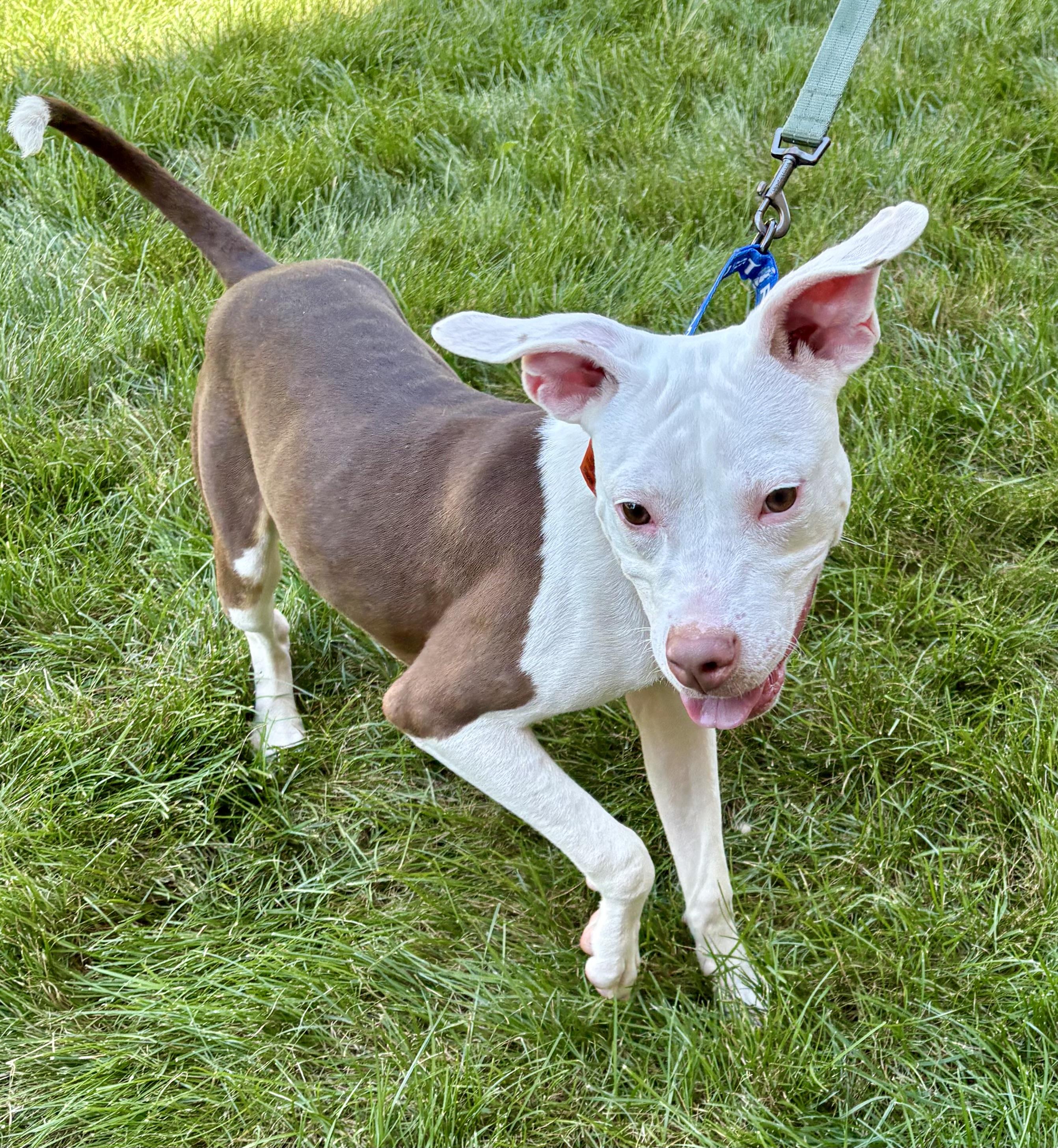 Enlarge Fitz, a ADOPTABLE mixed breed in Warren, NJ image 4/5