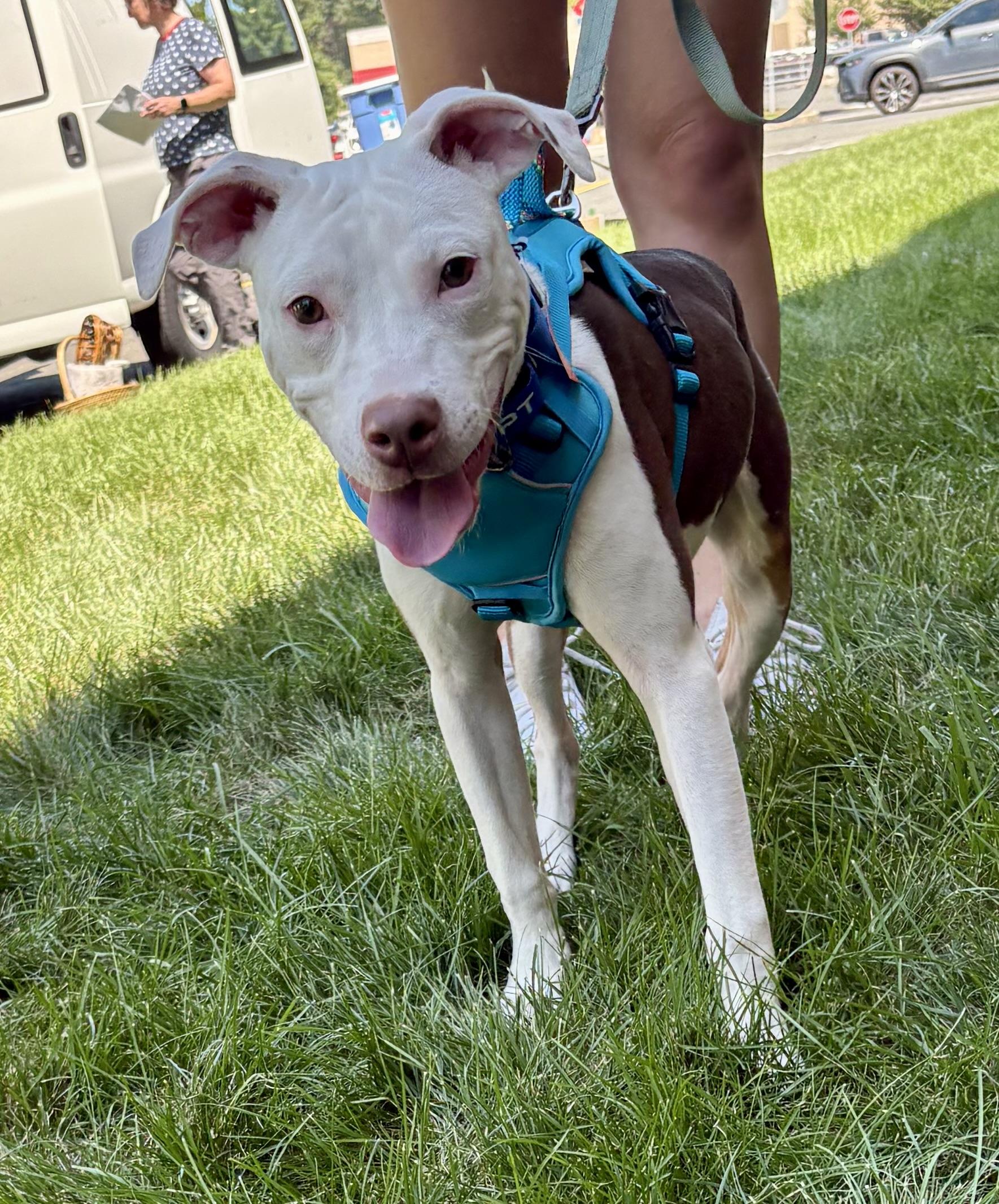 Enlarge Fitz, a ADOPTABLE mixed breed in Warren, NJ image 2/5