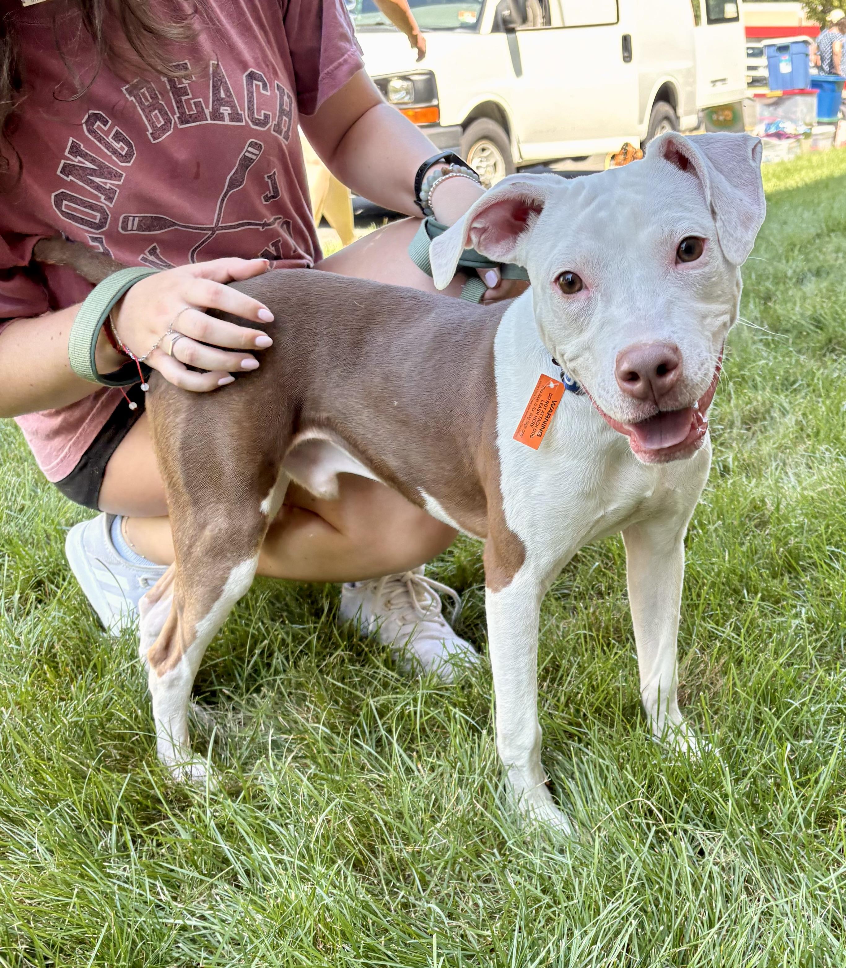 Enlarge Fitz, a ADOPTABLE mixed breed in Warren, NJ image 1/5