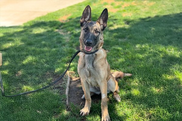 Ellie Mae, Adoptable, Young Female German Shepherd Dog.