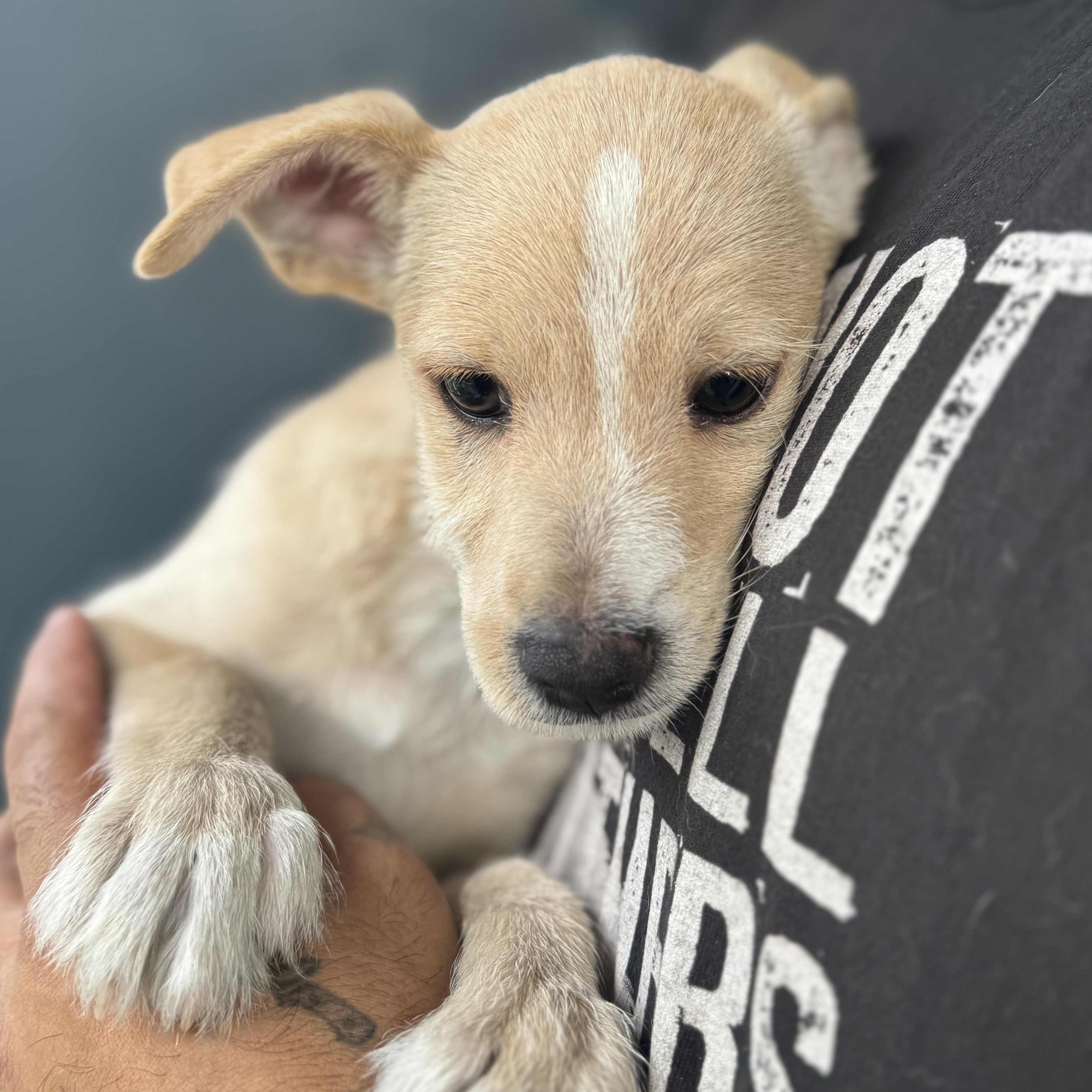 Enlarge Gizmo, a ADOPTABLE mixed breed in San Juan, PR image 5/5