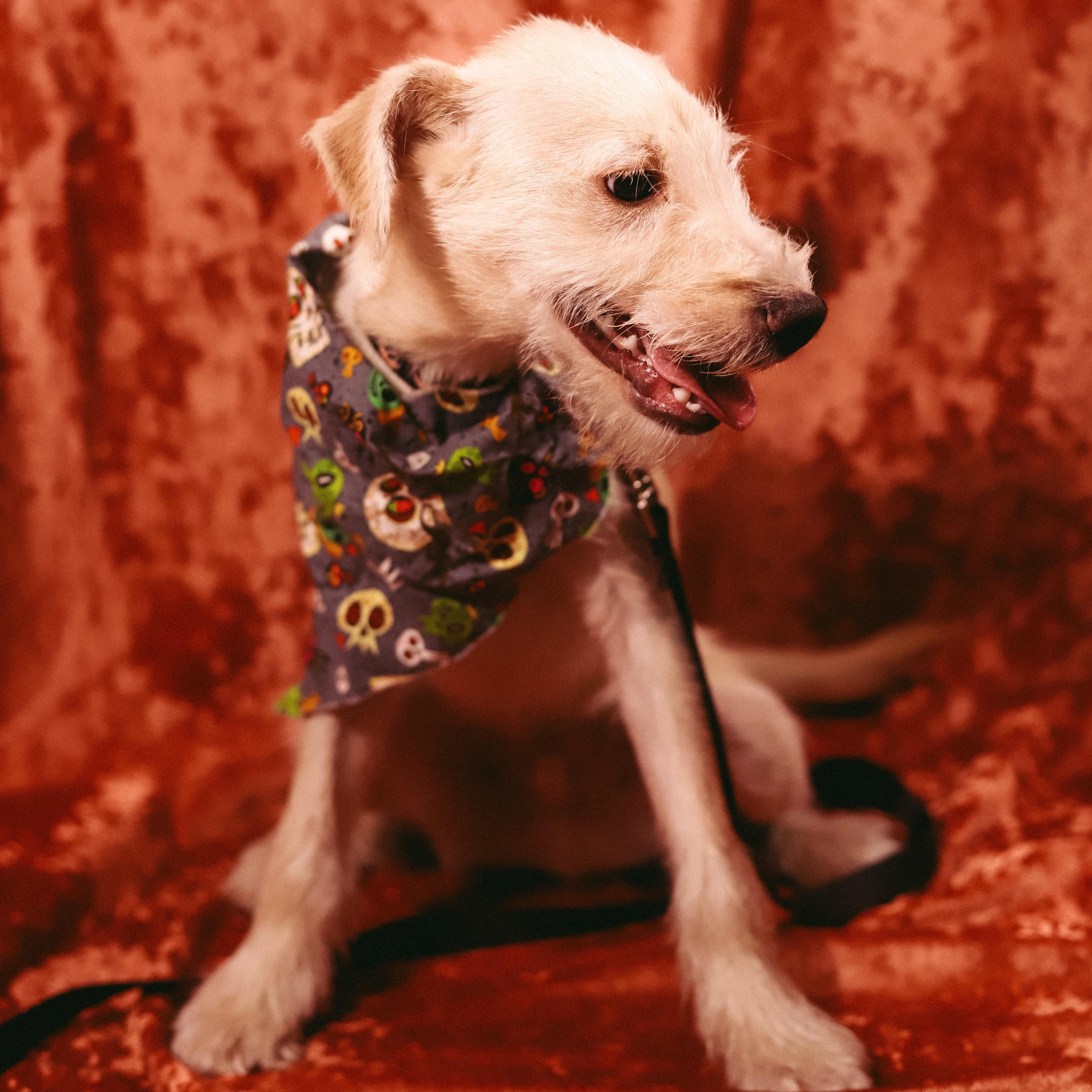 Enlarge Gizmo, a Adoptable mixed breed in San Juan, PR image 2/2