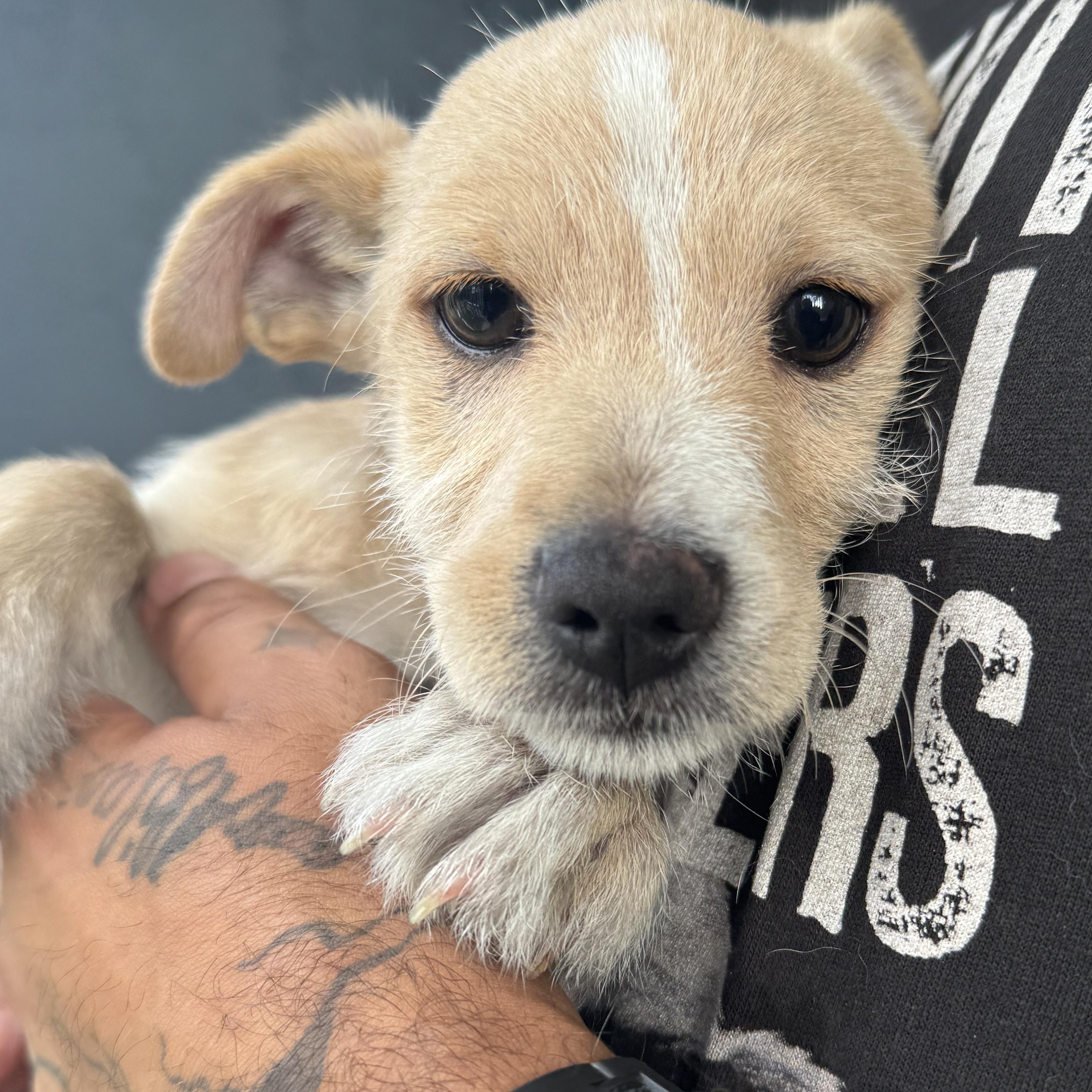 Enlarge Gizmo, a ADOPTABLE mixed breed in San Juan, PR image 2/5