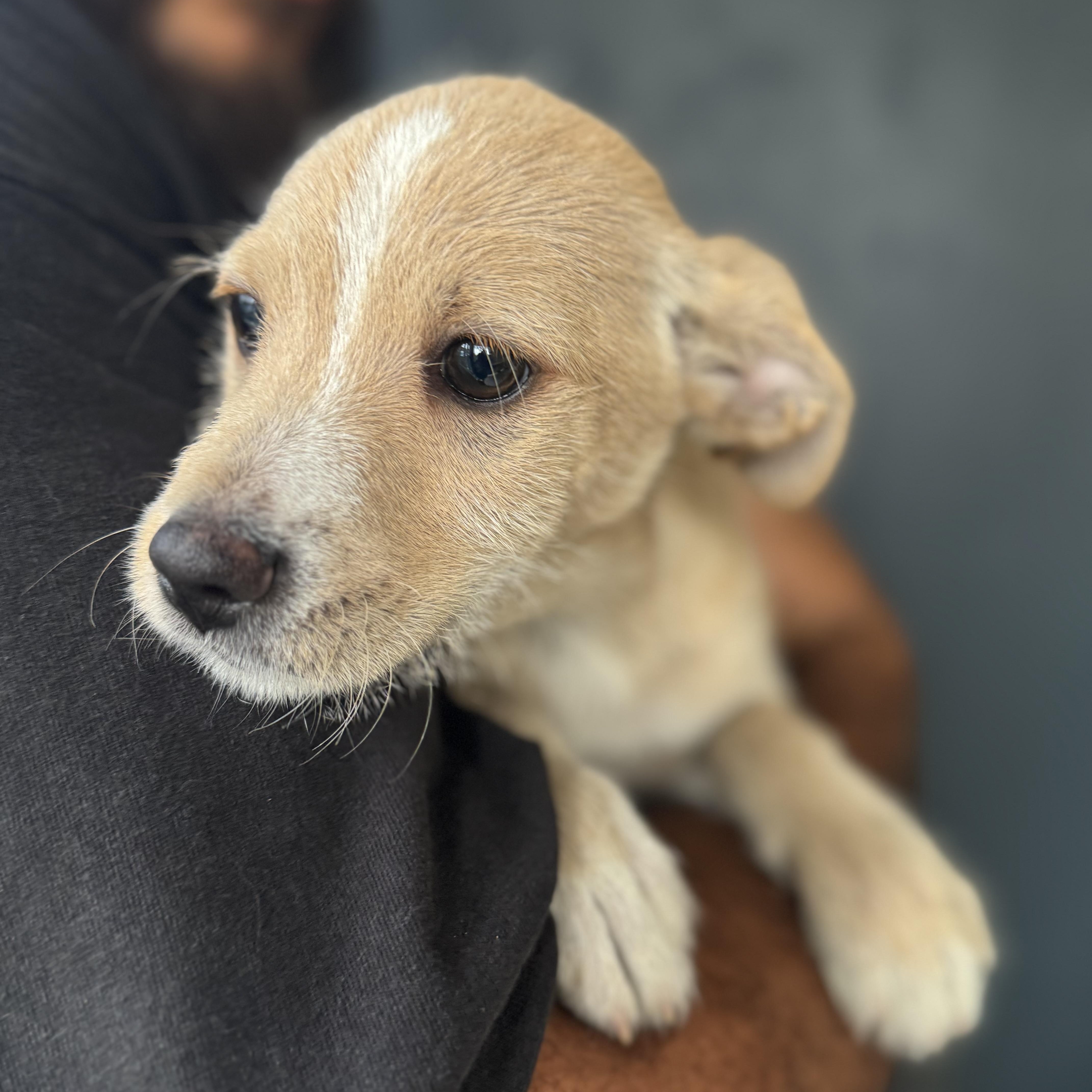 Enlarge Gizmo, a ADOPTABLE mixed breed in San Juan, PR image 4/5