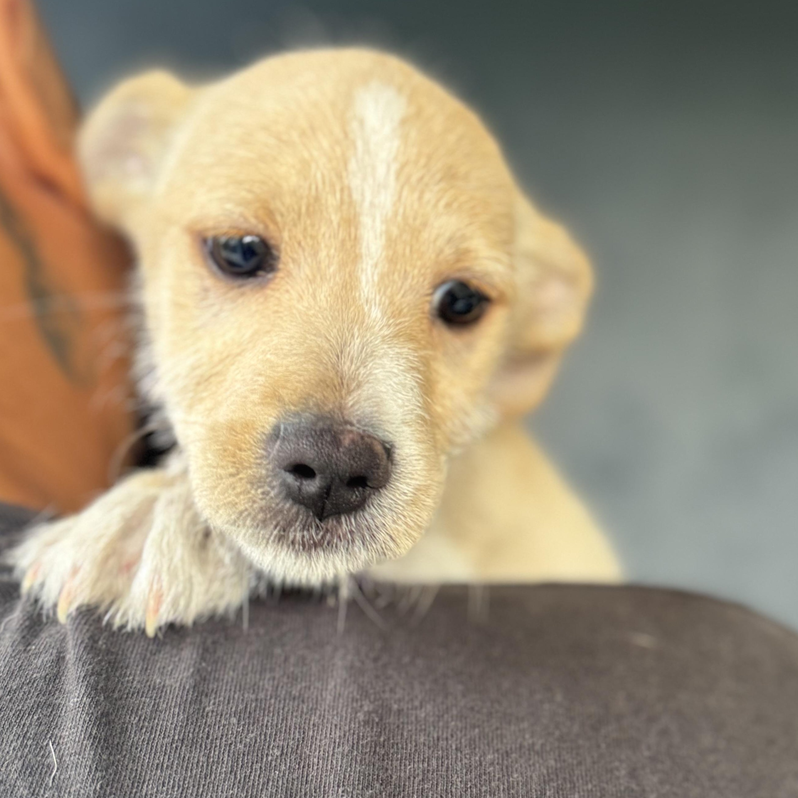 Enlarge Gizmo, a ADOPTABLE mixed breed in San Juan, PR image 3/5