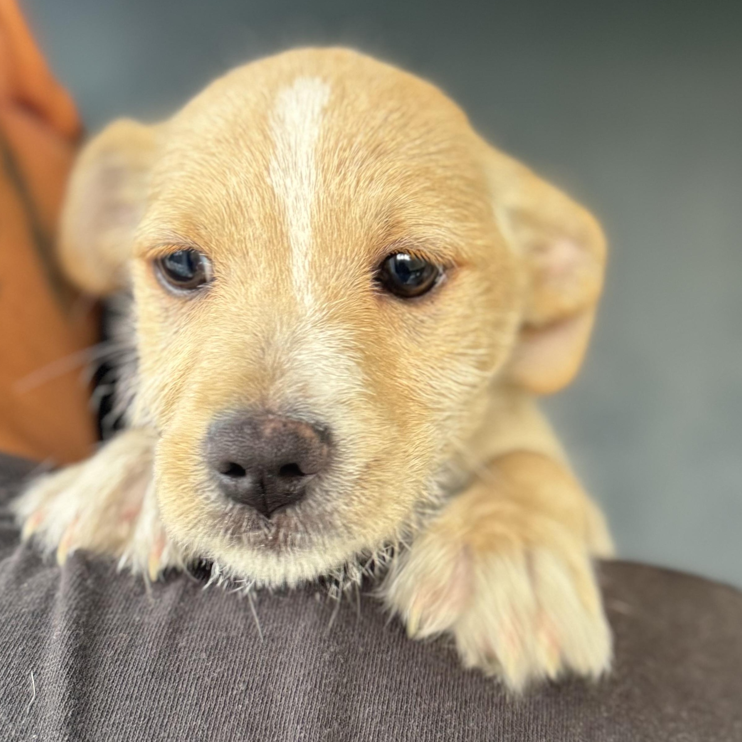 Gizmo, ADOPTABLE, Puppy Male Dachshund.