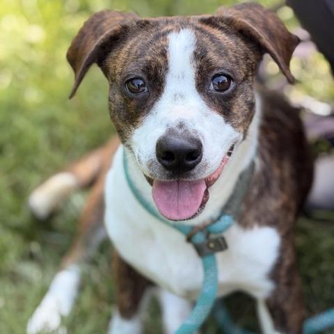 Trixie, a Adoptable mixed breed in Sparta, NJ image 1/6