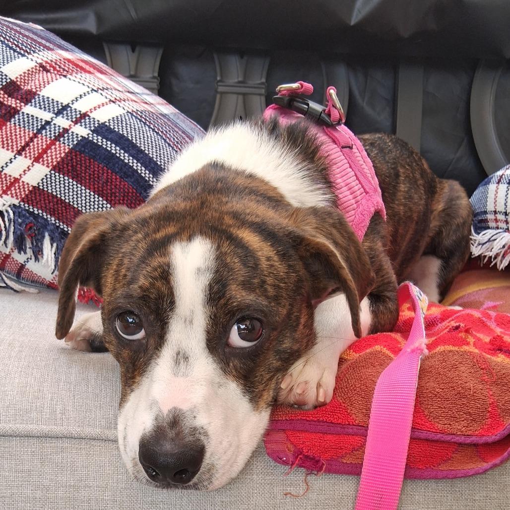Trixie, a Adoptable mixed breed in Sparta, NJ image 2/6