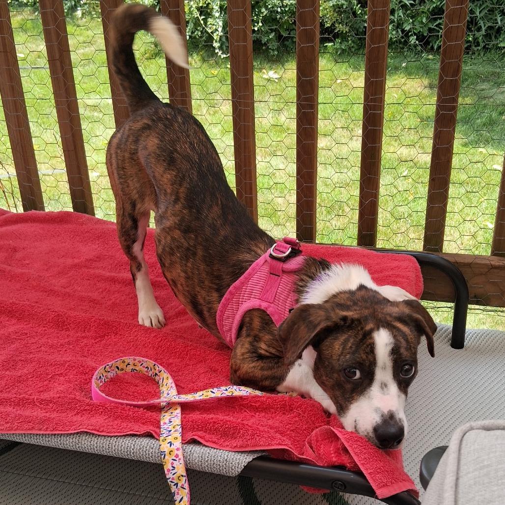 Trixie, a Adoptable mixed breed in Sparta, NJ image 3/6