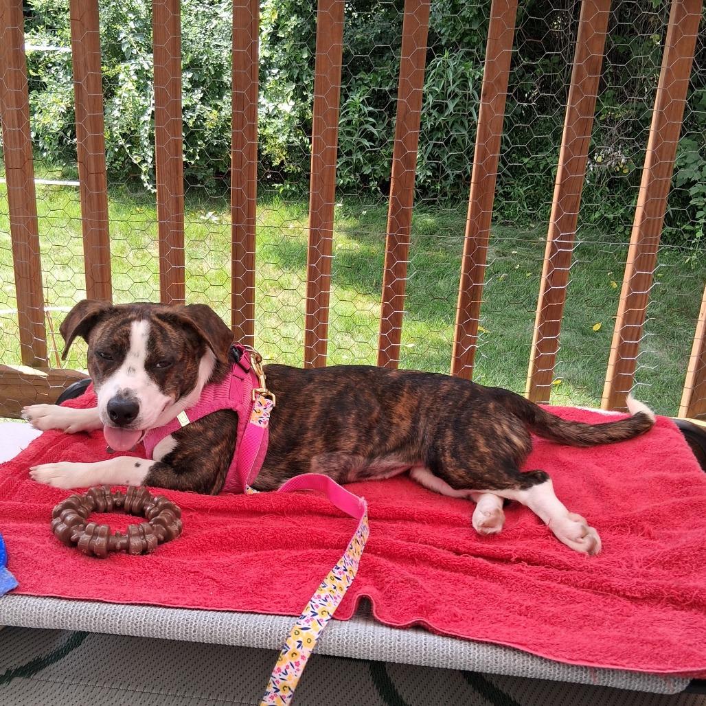 Trixie, a Adoptable mixed breed in Sparta, NJ image 5/6