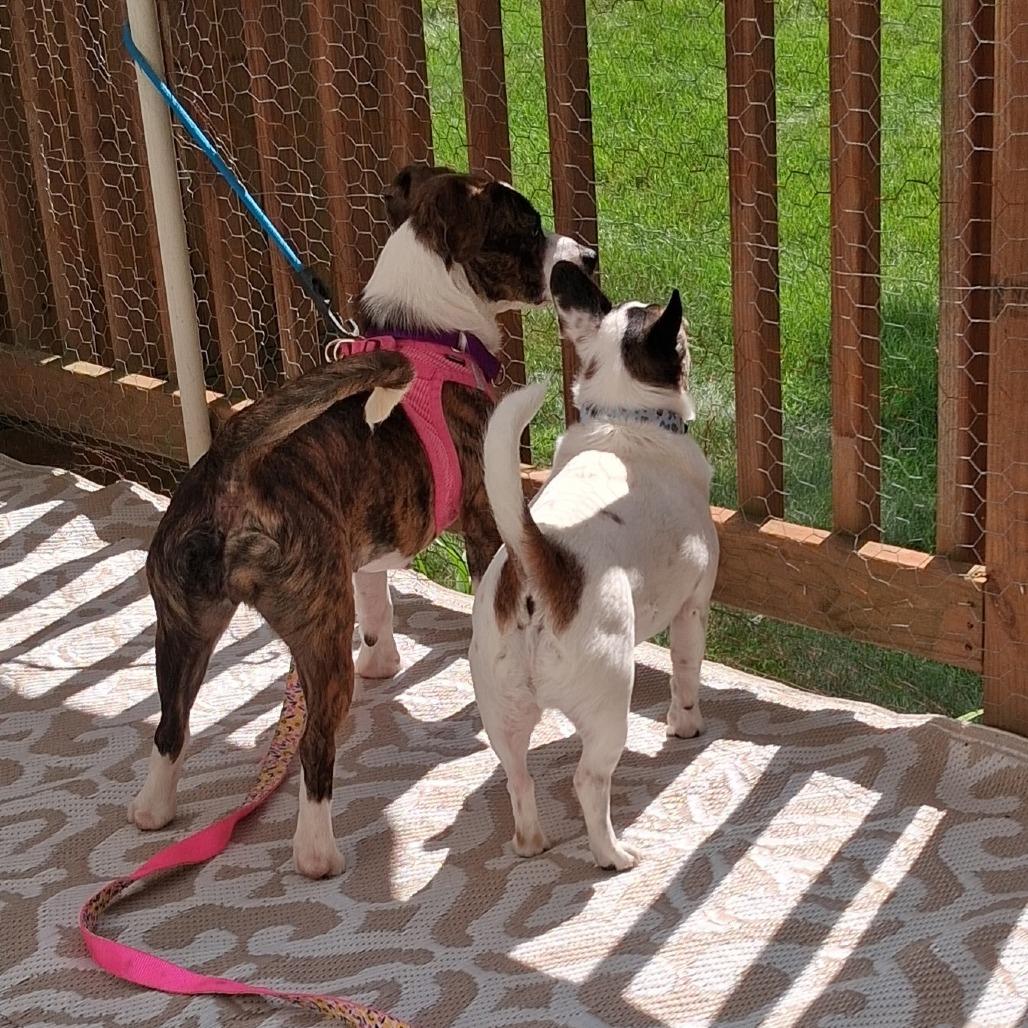 Trixie, a Adoptable mixed breed in Sparta, NJ image 6/6