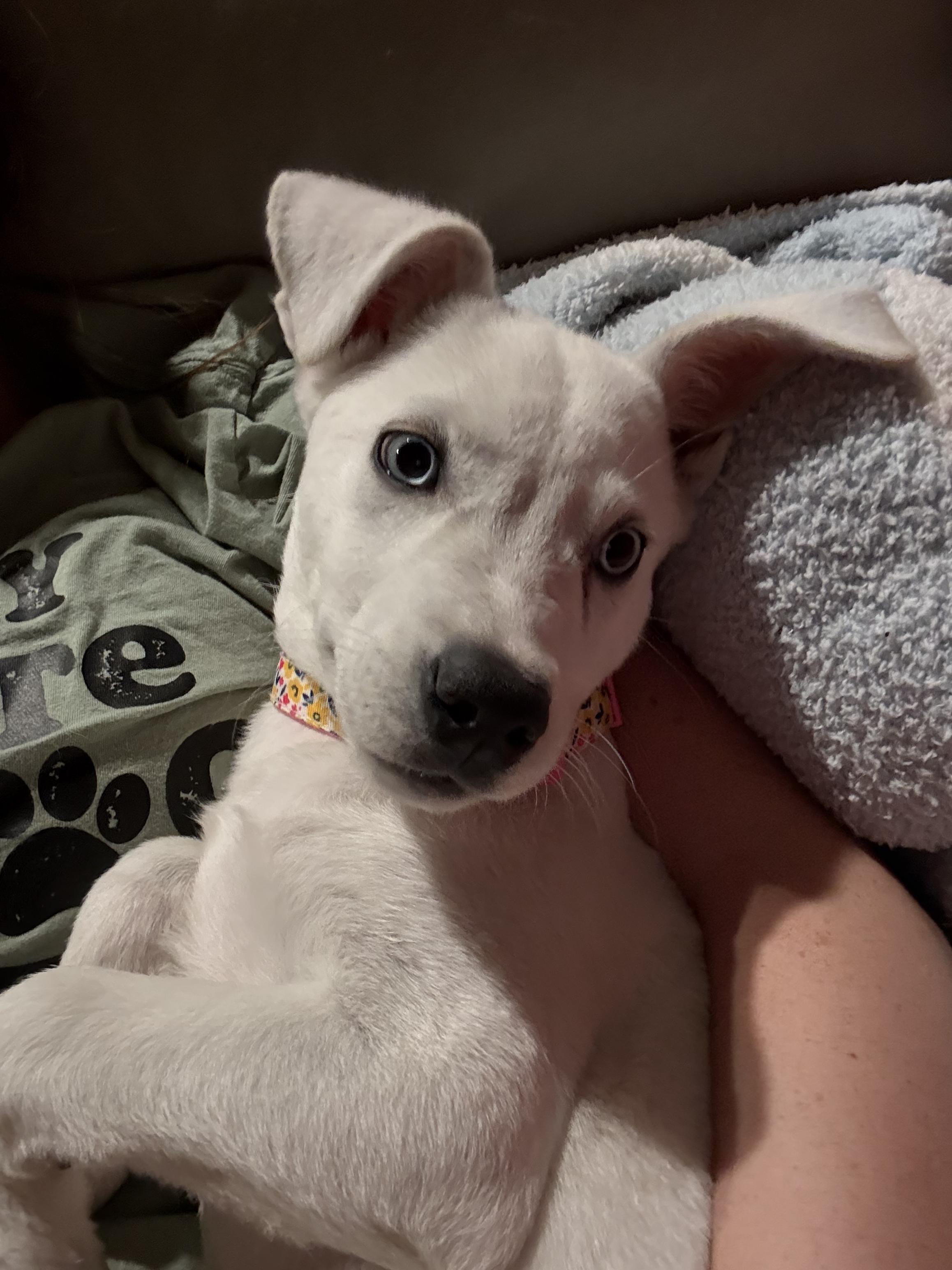 Enlarge Bailey, a Adopted mixed breed in Lexington, MO image 2/6