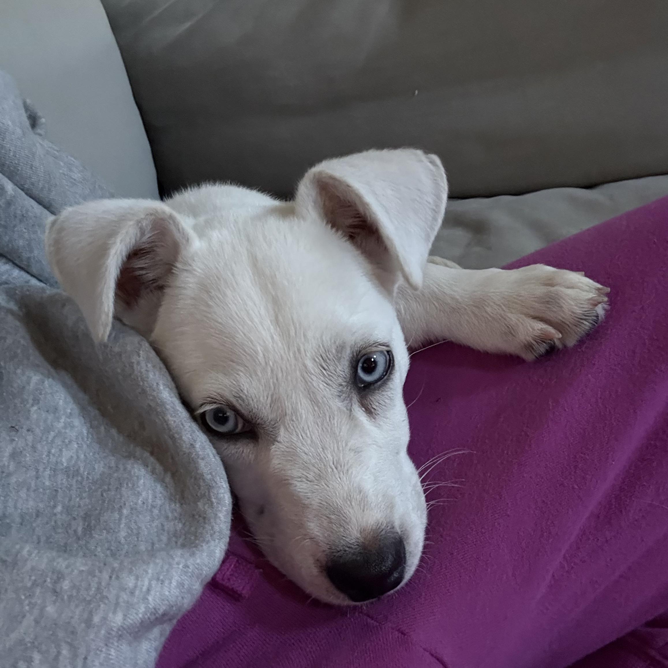 Enlarge Bailey, a Adopted mixed breed in Lexington, MO image 3/6