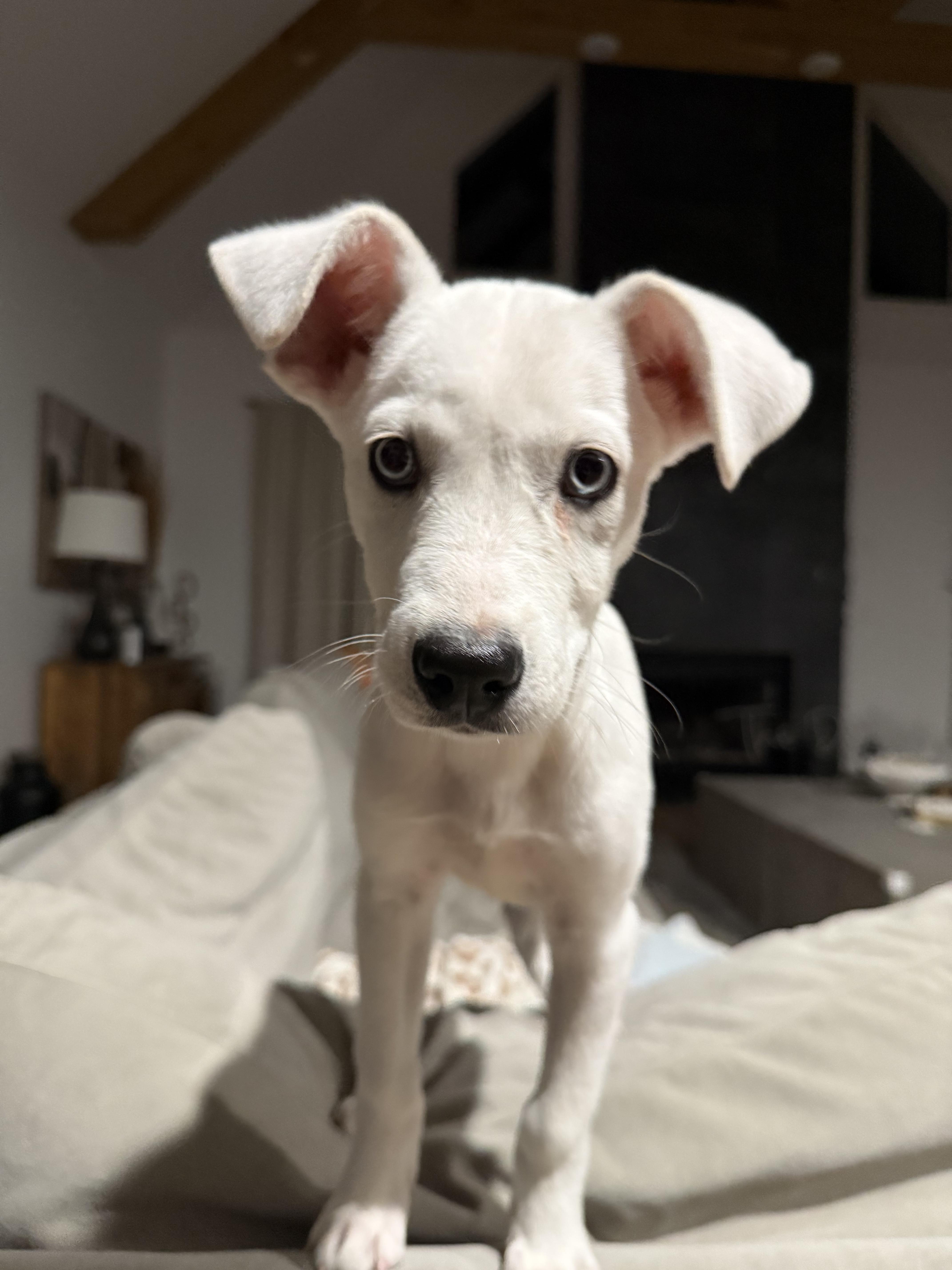 Enlarge Bailey, a Adopted mixed breed in Lexington, MO image 5/6