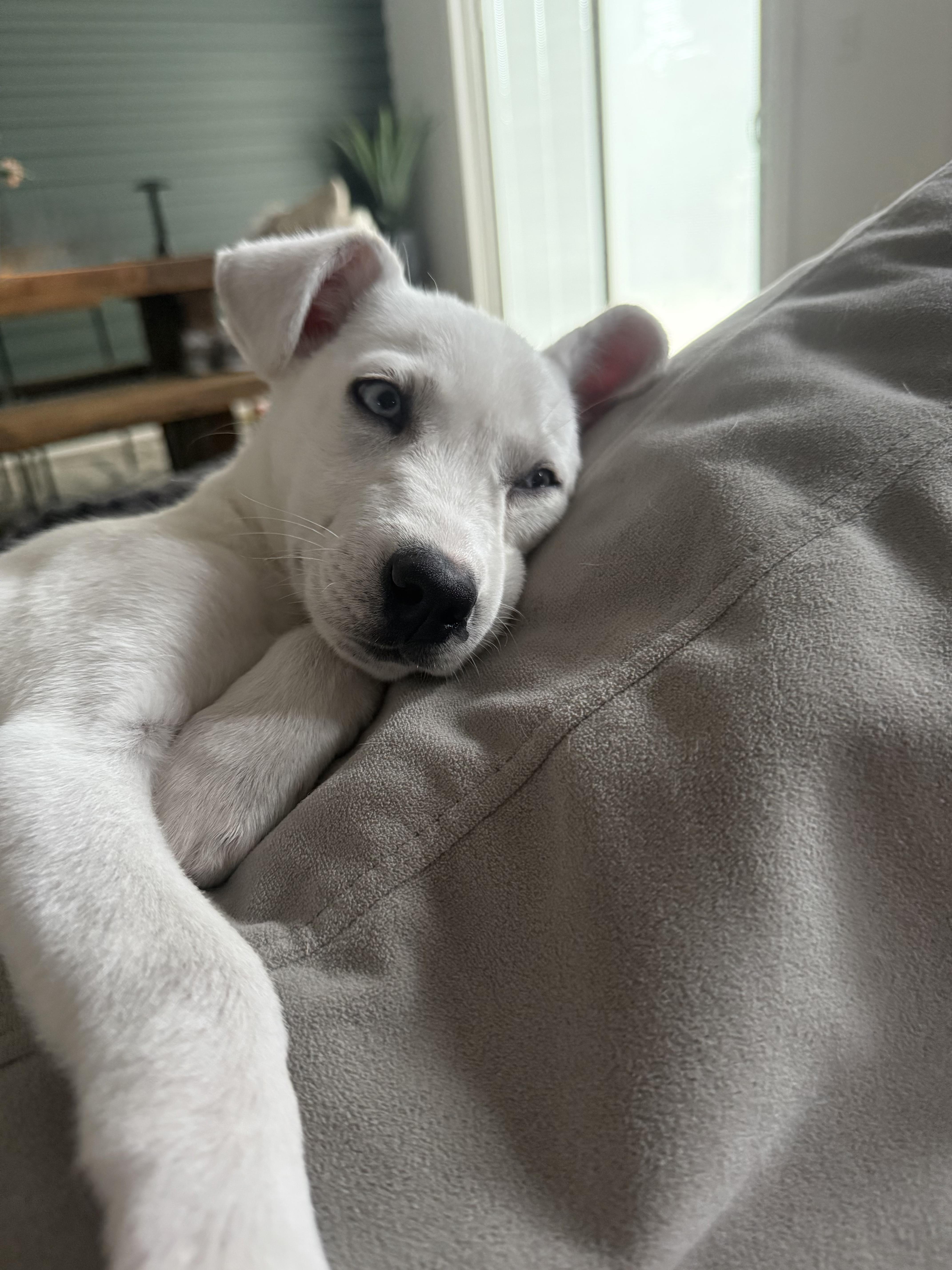 Enlarge Bailey, a Adopted mixed breed in Lexington, MO image 6/6