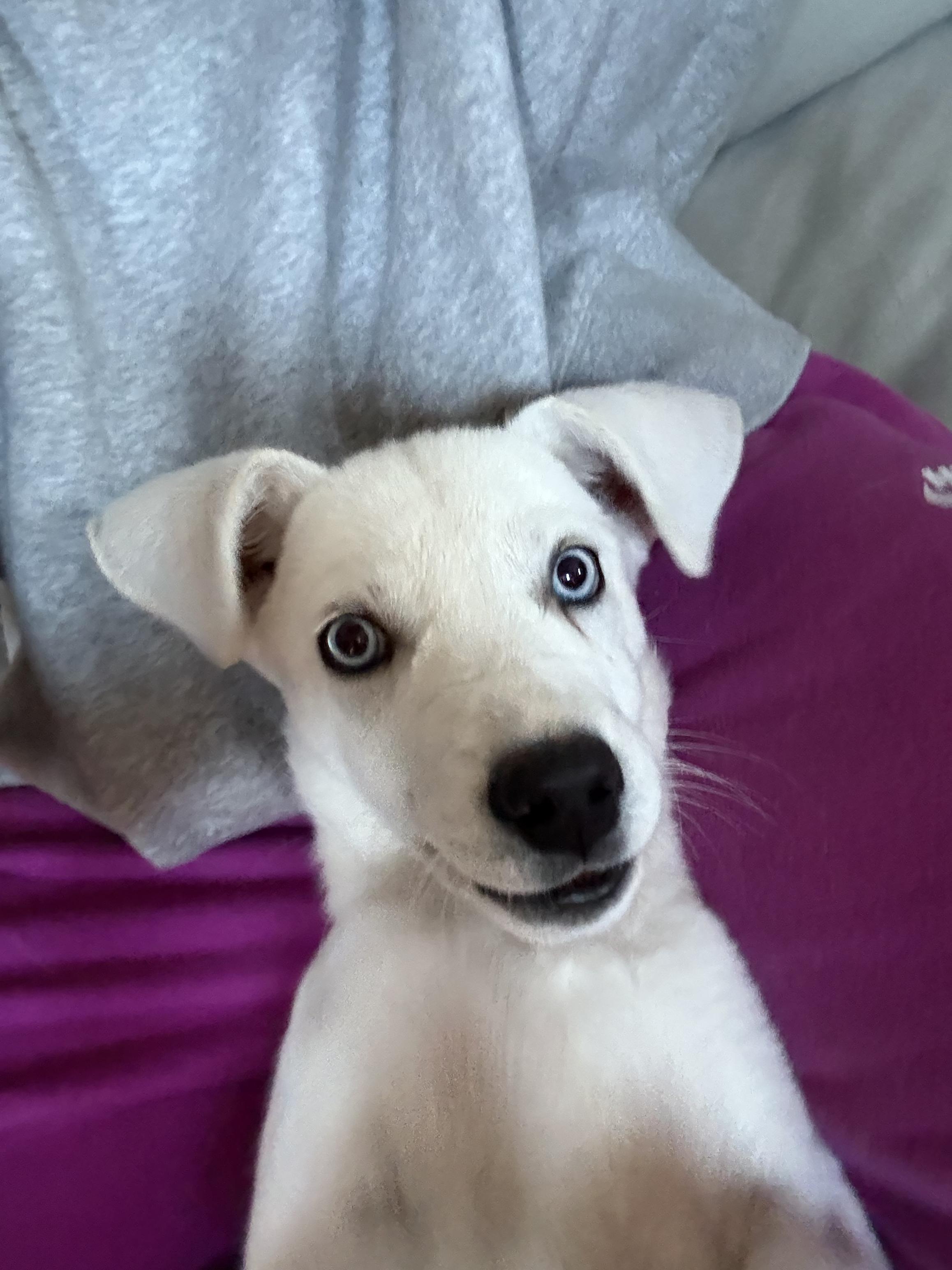 Bailey, Adopted, Puppy Female Siberian Husky.