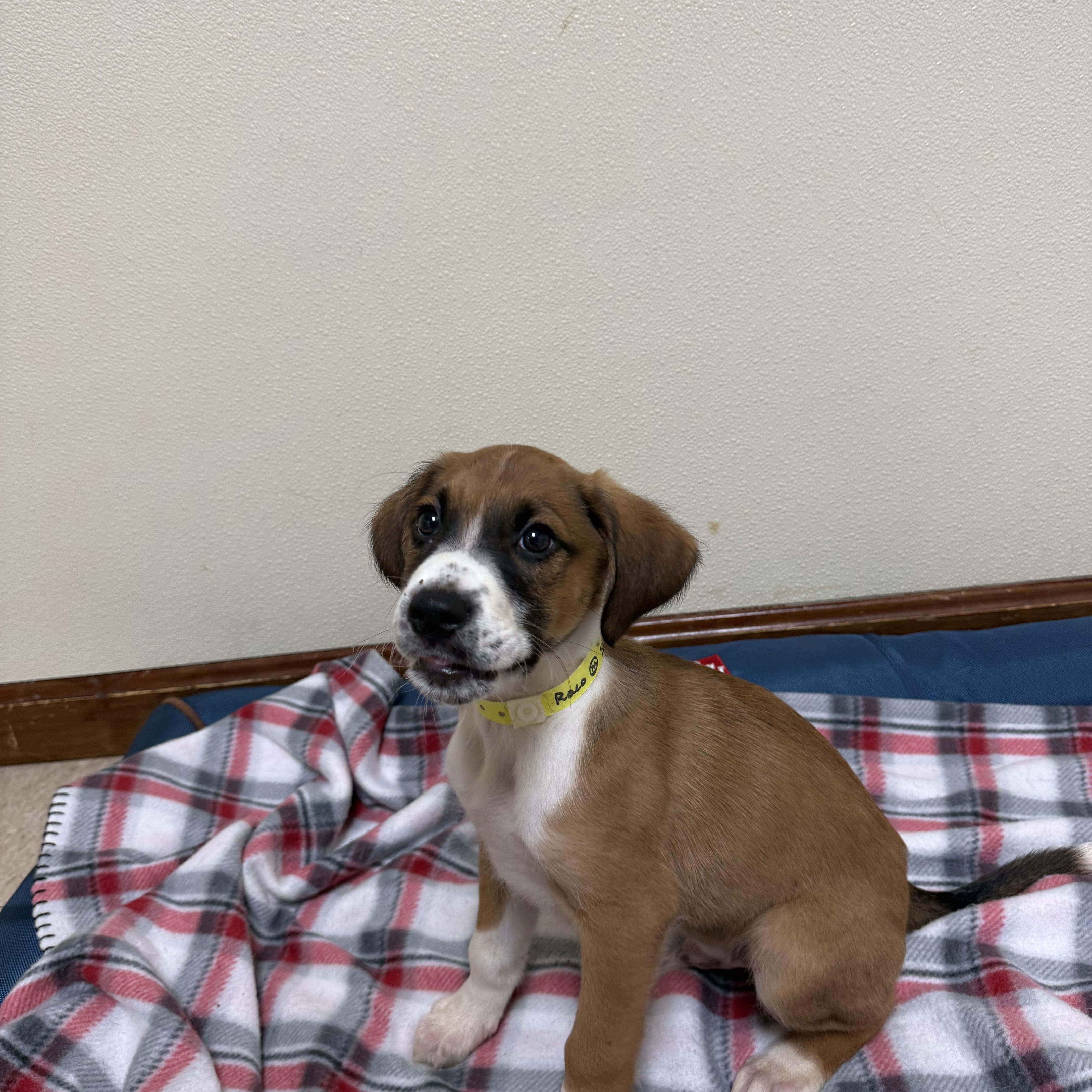 Raco, a ADOPTABLE mixed breed in Douglas, MA image 3/4