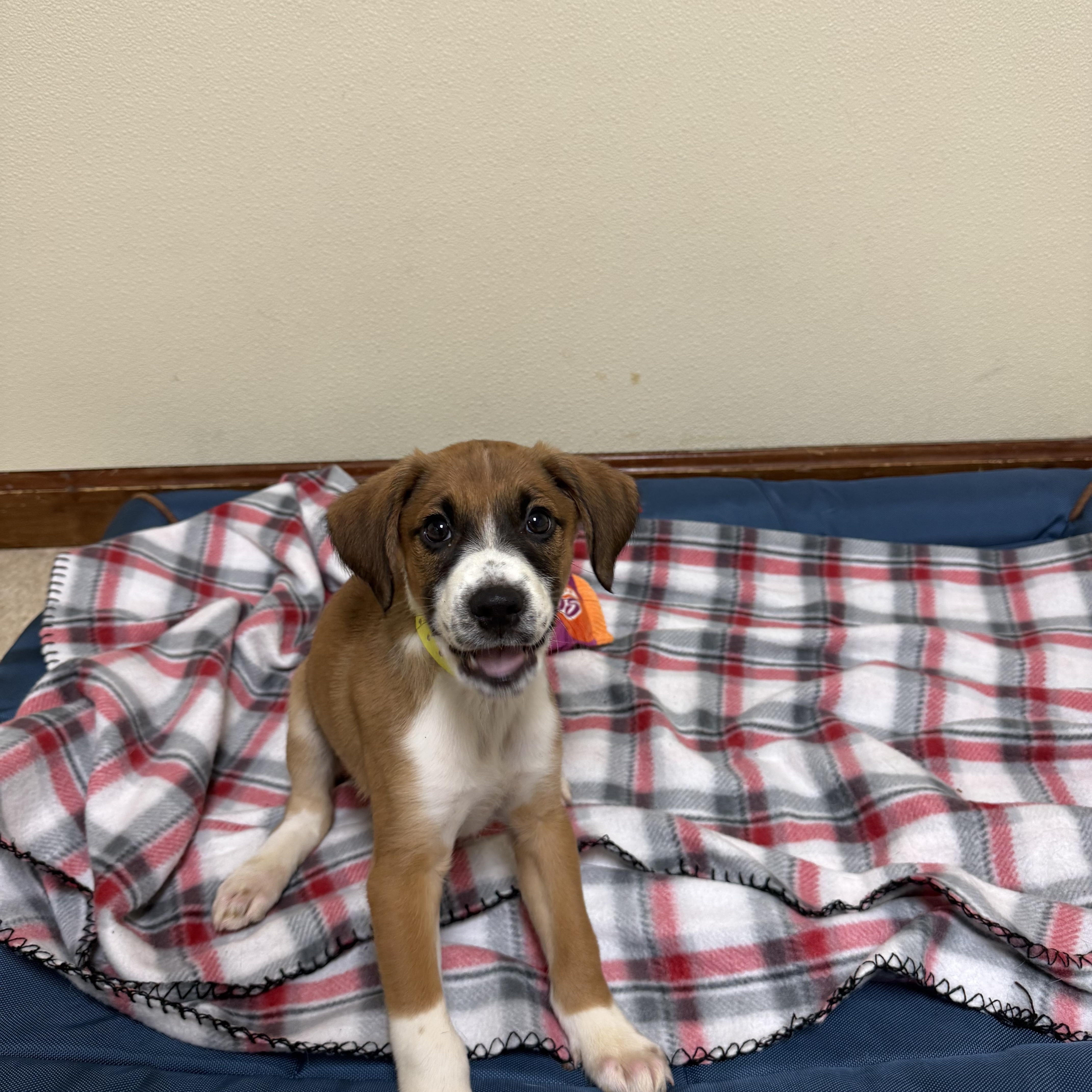 Raco, a ADOPTABLE mixed breed in Douglas, MA image 2/4