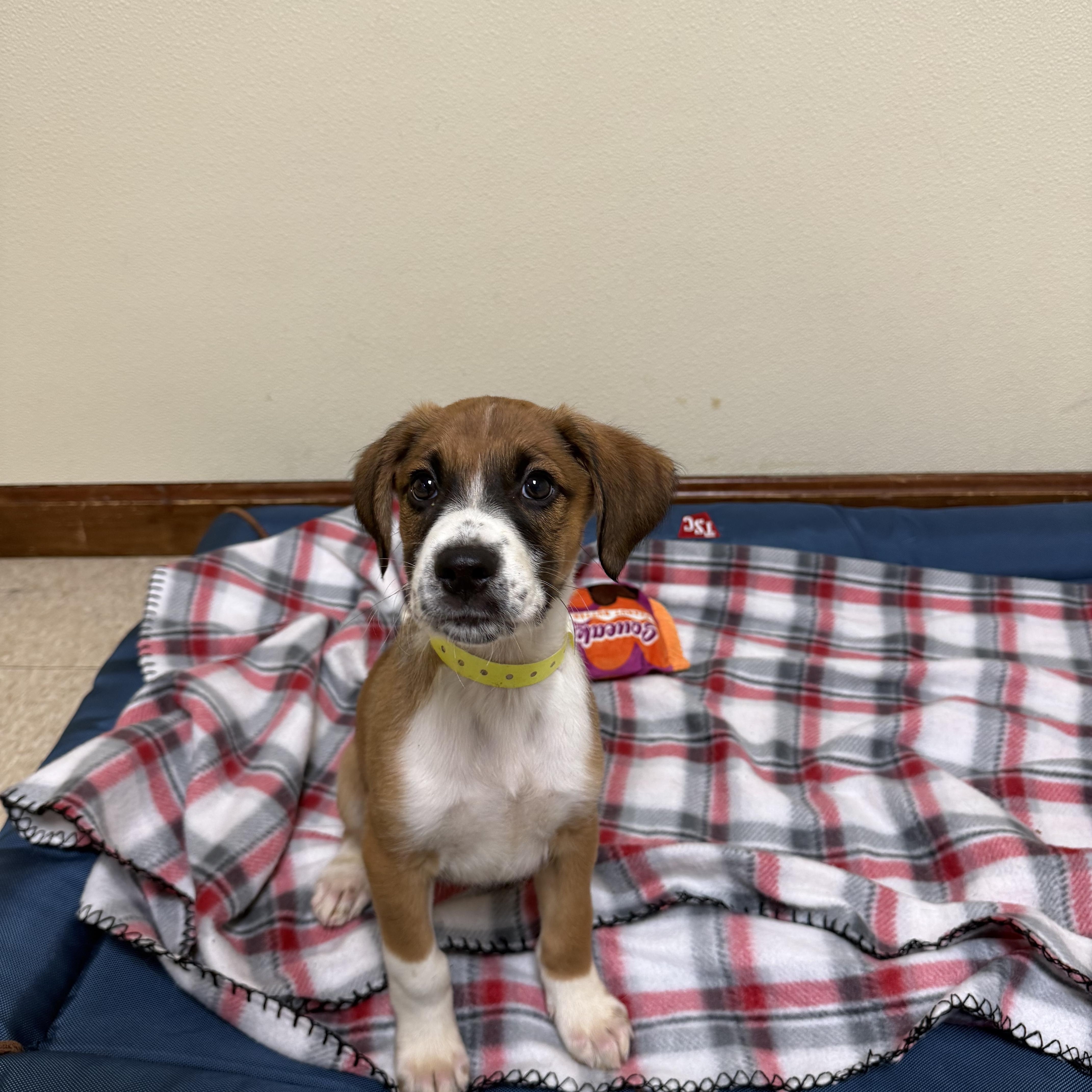 Raco, a ADOPTABLE mixed breed in Douglas, MA image 1/4