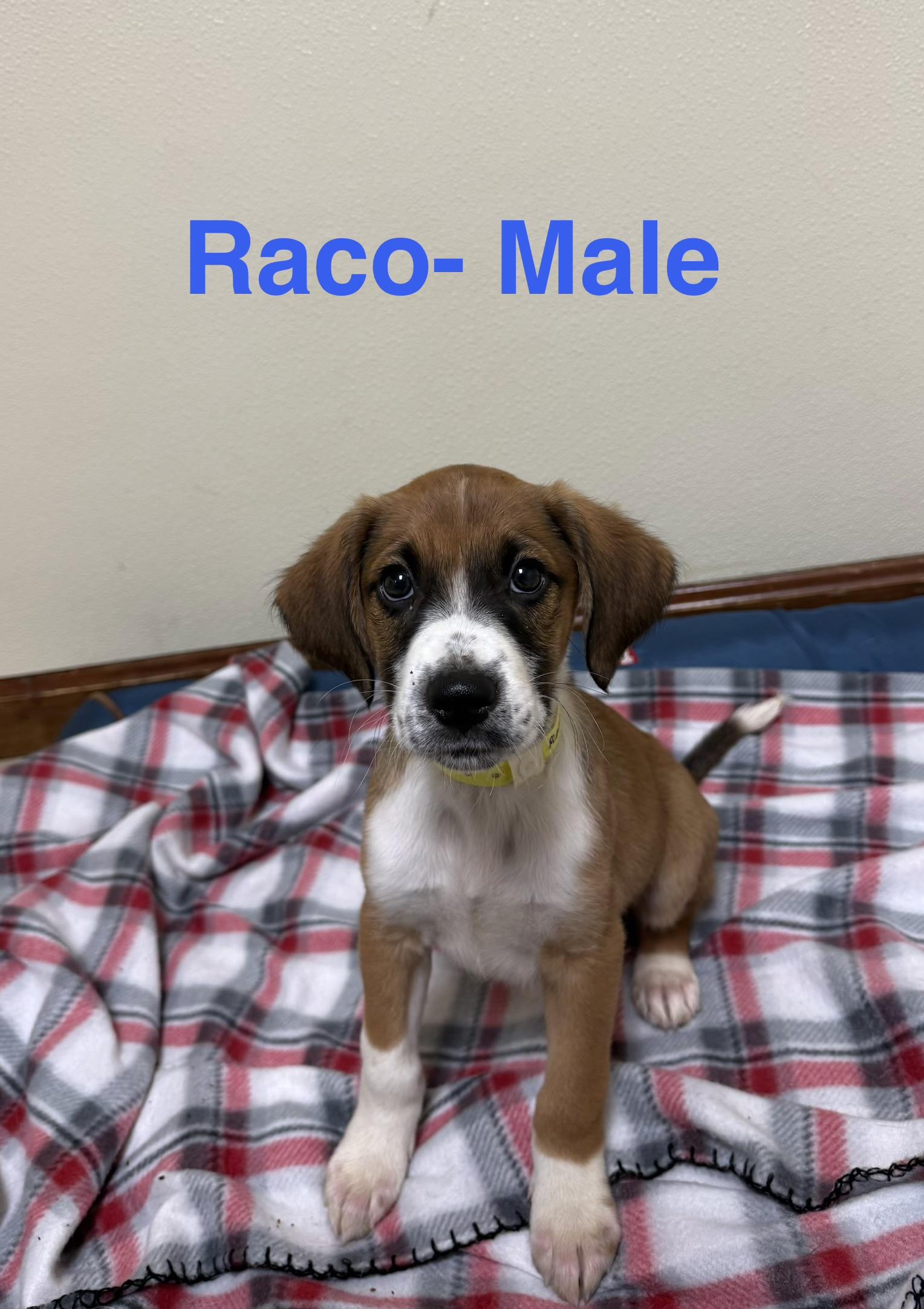 Raco, a ADOPTABLE mixed breed in Douglas, MA image 4/4
