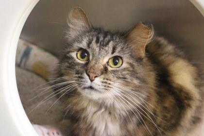 Enlarge Udina, a Adoptable mixed breed in Kansas City, MO image 1/2