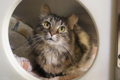 Enlarge Udina, a Adoptable mixed breed in Kansas City, MO image 2/2