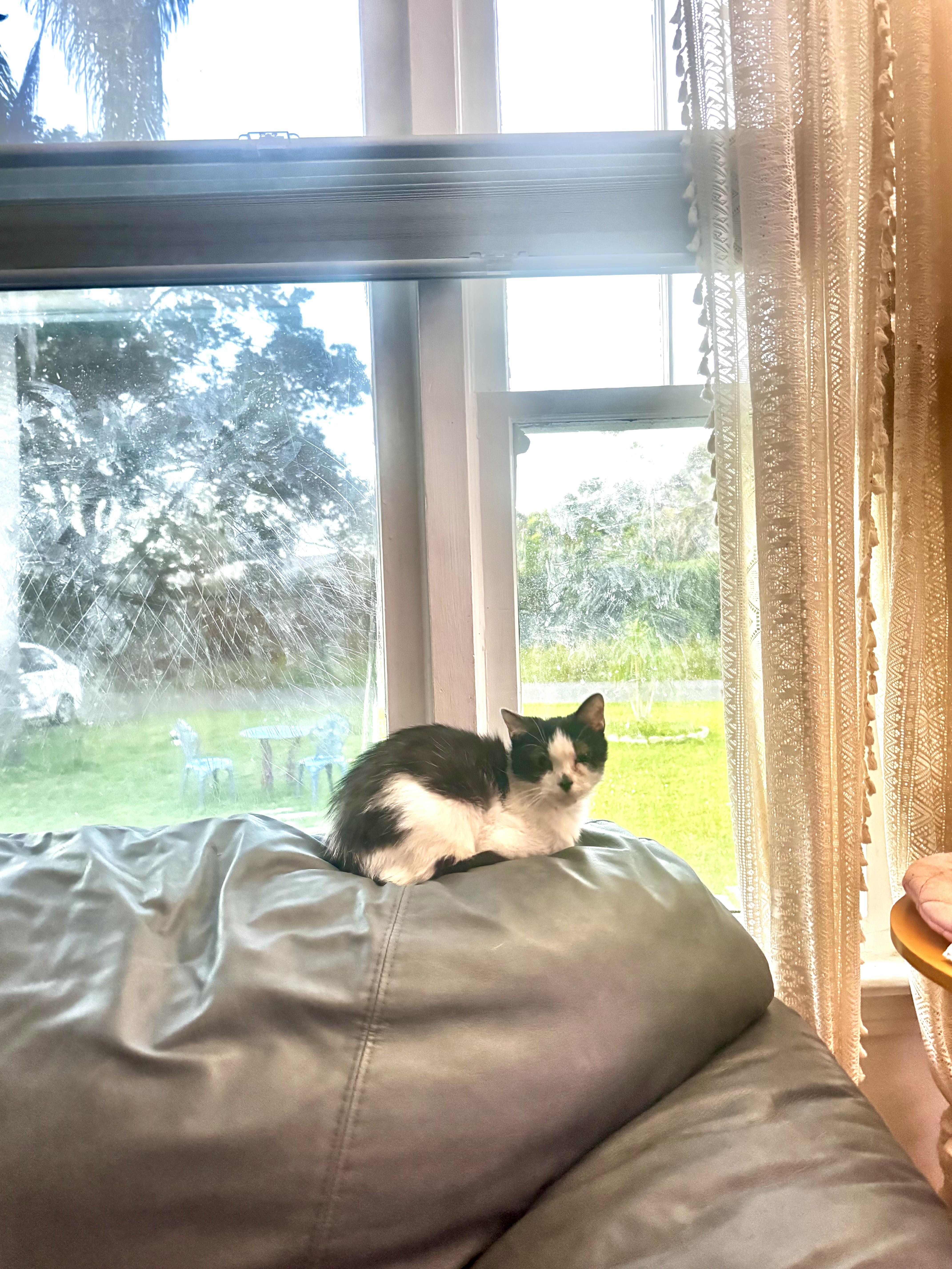 Enlarge Princess, a Adoptable Domestic Short Hair in largo, FL image 1/1