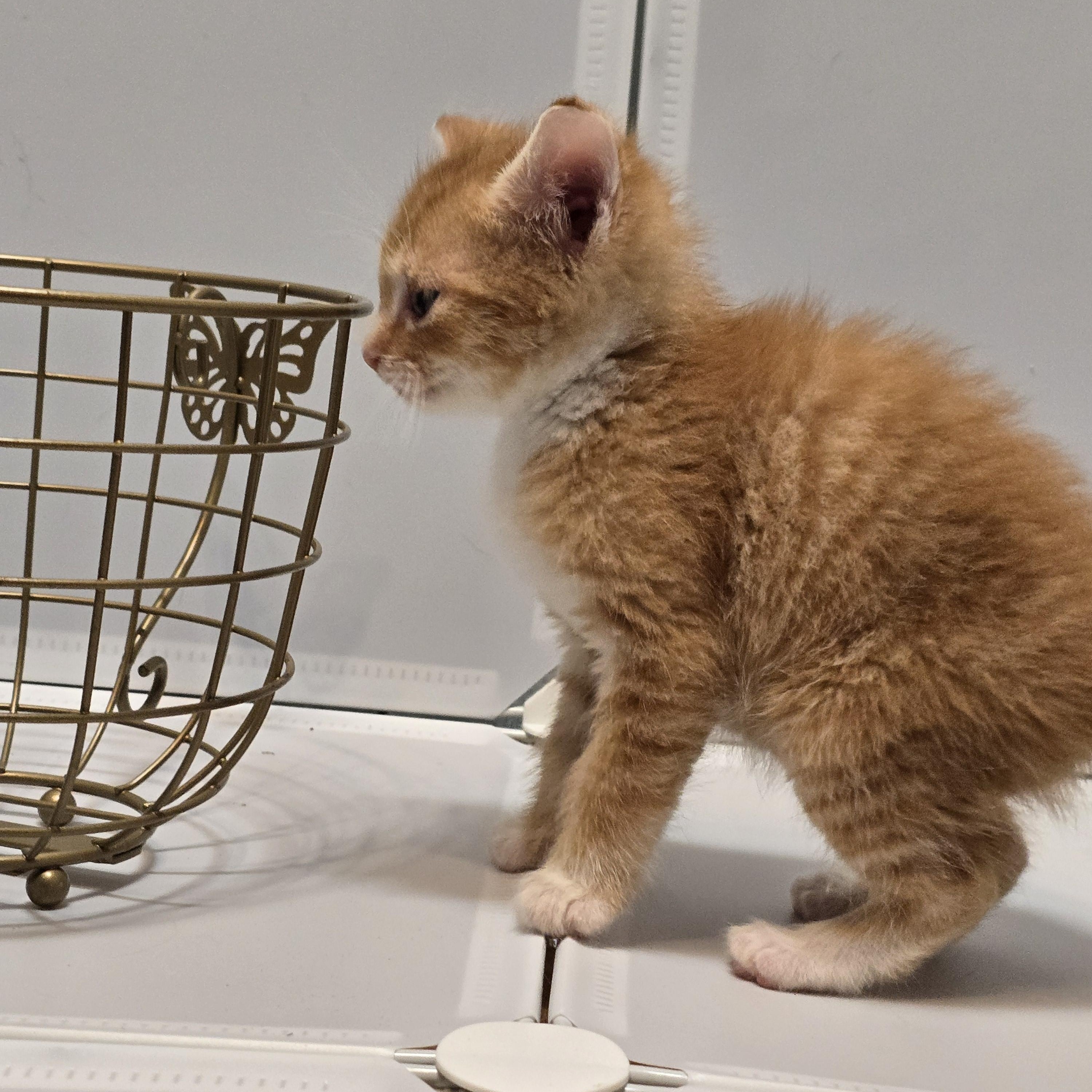 Enlarge Toasted Cheddar, an adopted Domestic Medium Hair in Warwick , RI image 3/5