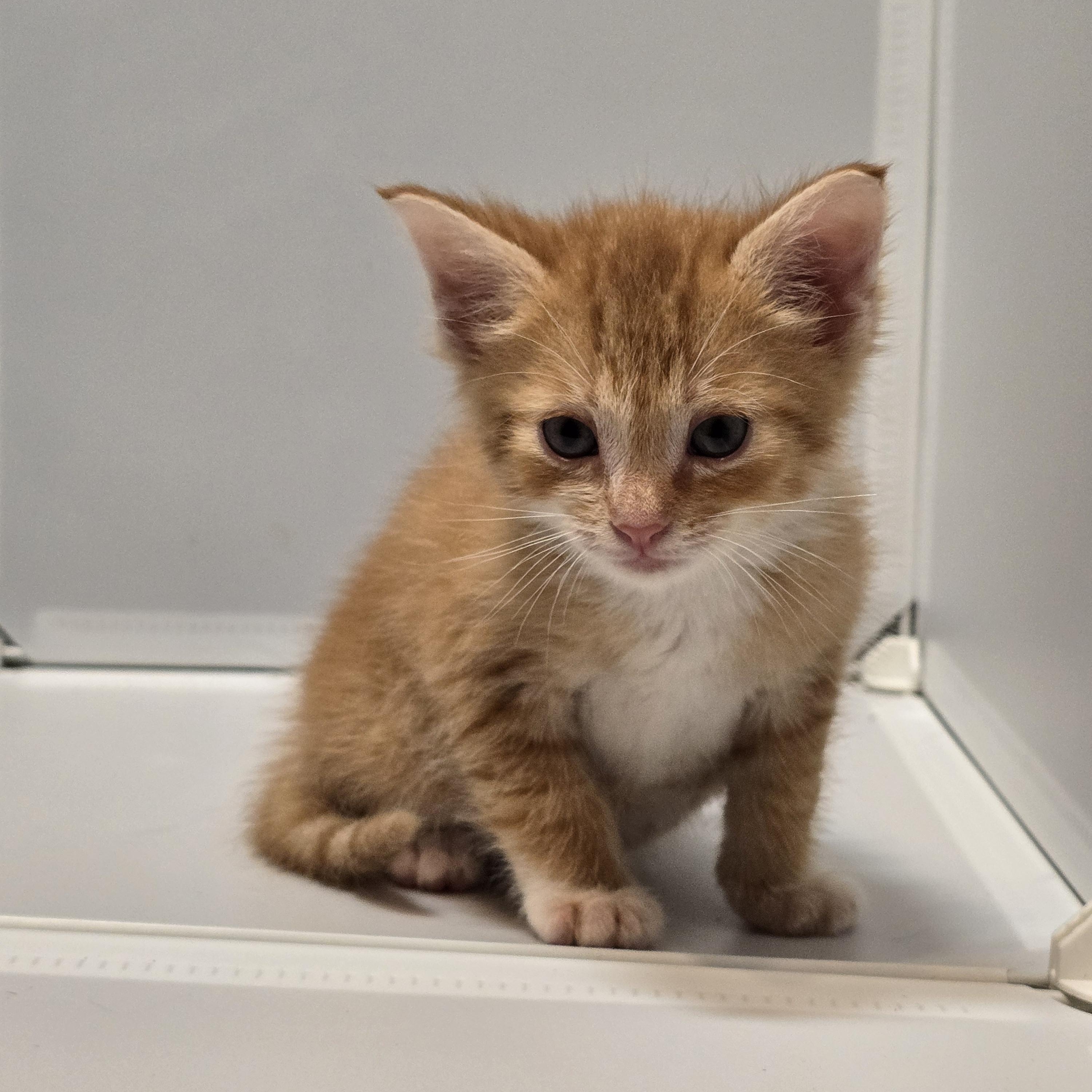 Enlarge Toasted Cheddar, an adopted Domestic Medium Hair in Warwick , RI image 4/5