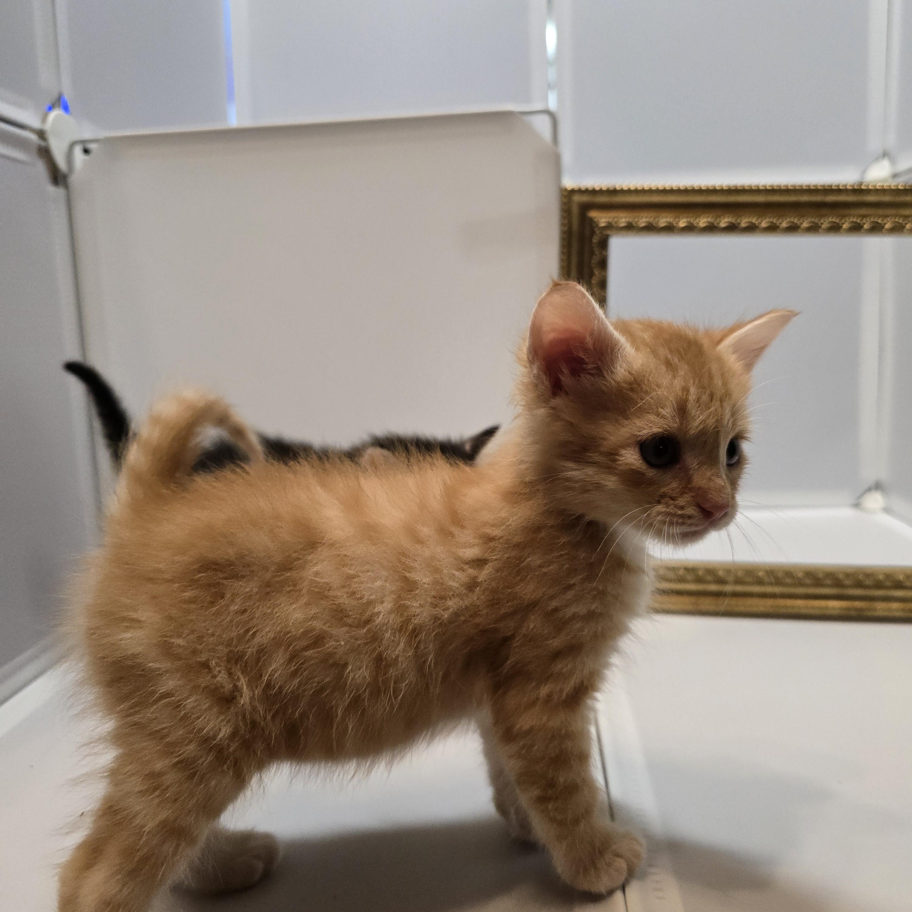 Toasted Cheddar, adopted, Kitten Male Domestic Medium Hair.