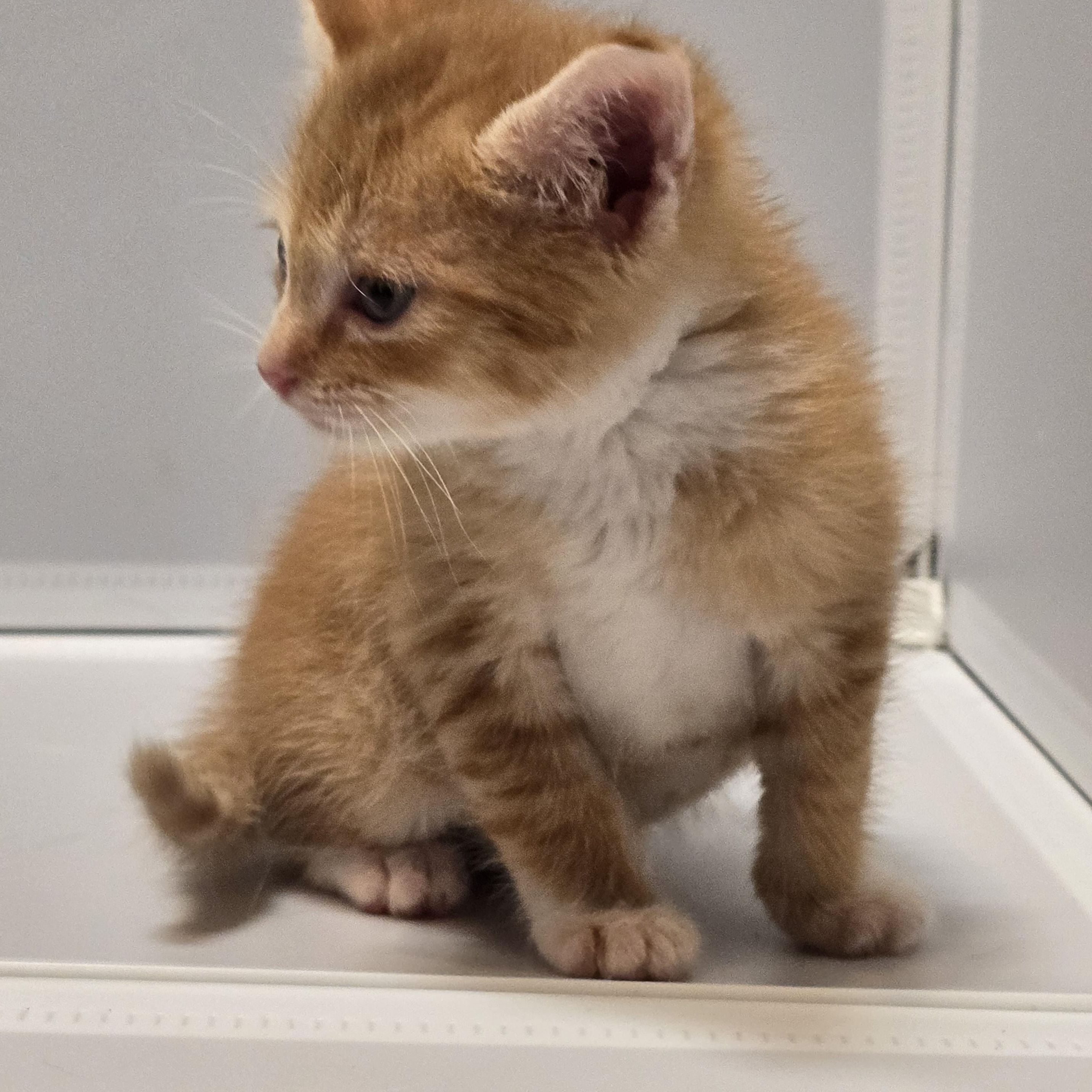 Enlarge Toasted Cheddar, an adopted Domestic Medium Hair in Warwick , RI image 5/5