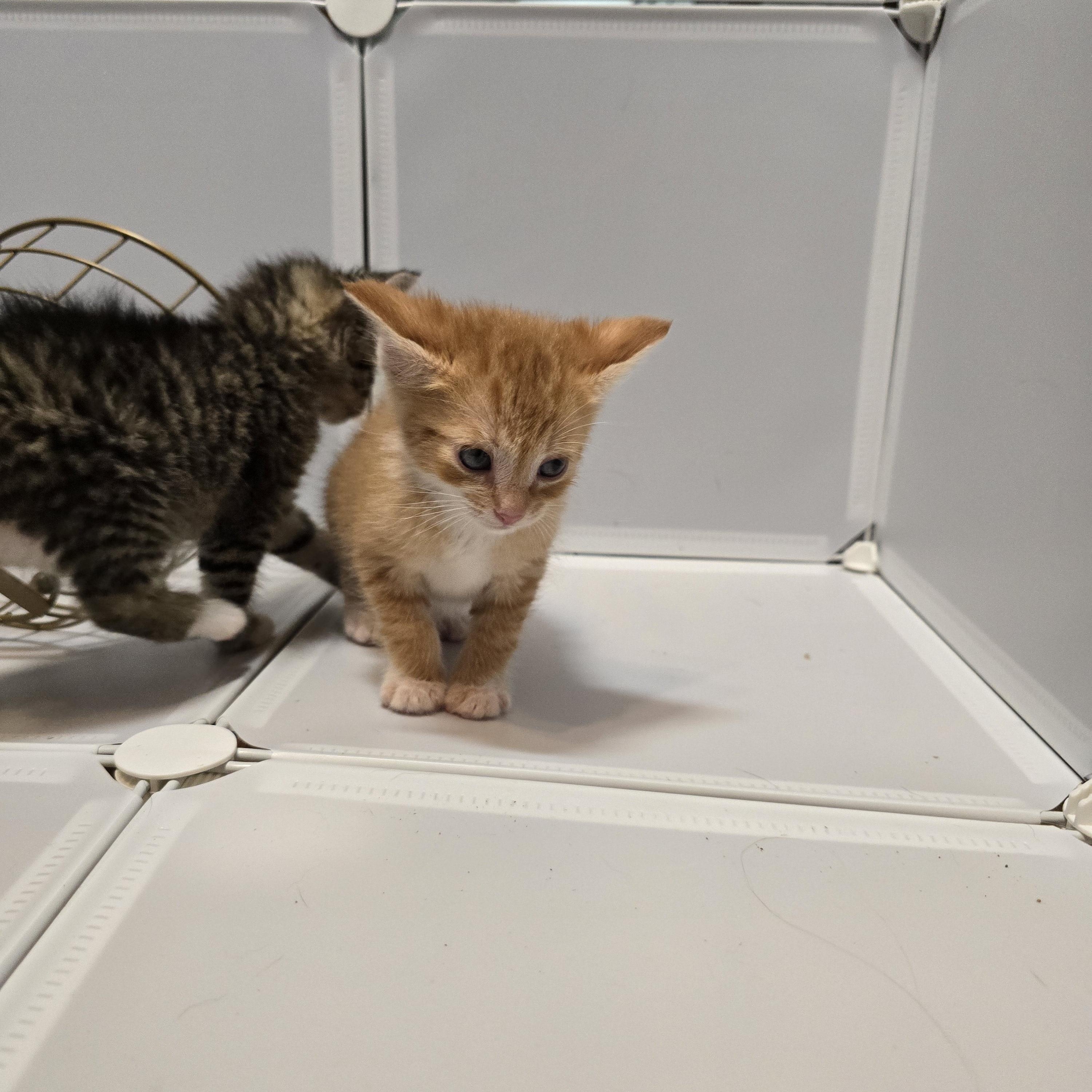 Enlarge Toasted Cheddar, an adopted Domestic Medium Hair in Warwick , RI image 2/5
