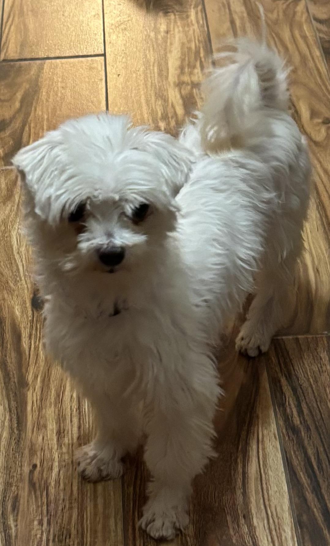 Enlarge Kaylee, a Adopted Maltese in Adams, NE image 1/3