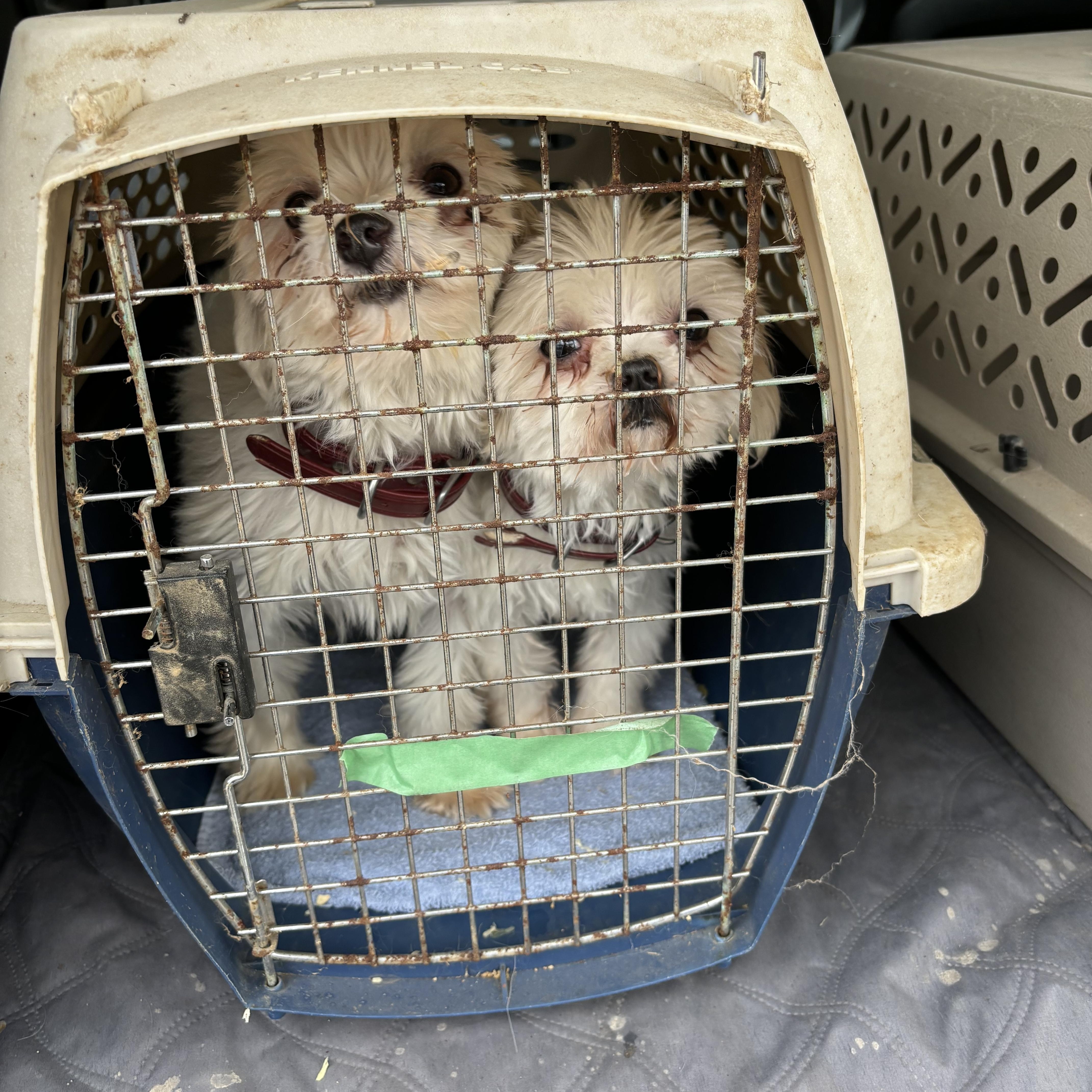 Enlarge Kaylee, a Adopted Maltese in Adams, NE image 2/3