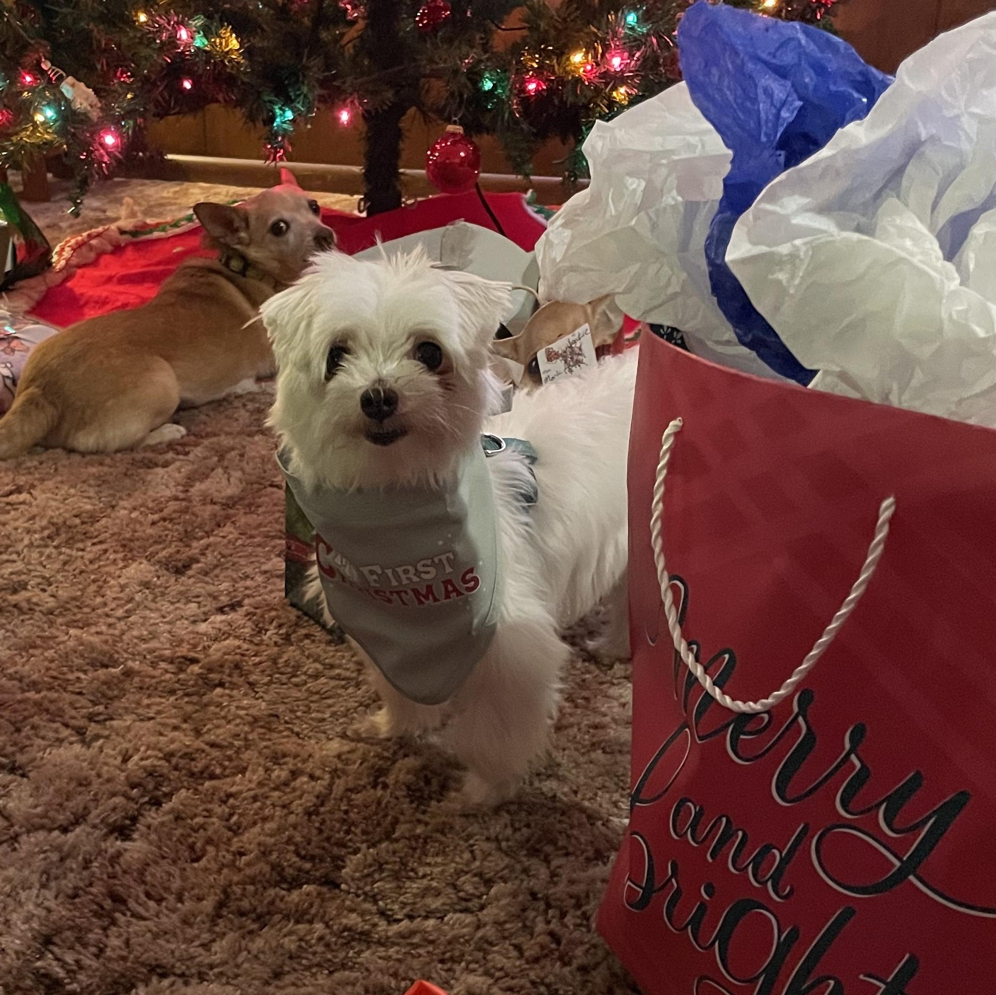 Enlarge Kaylee, a Adopted Maltese in Adams, NE image 3/3