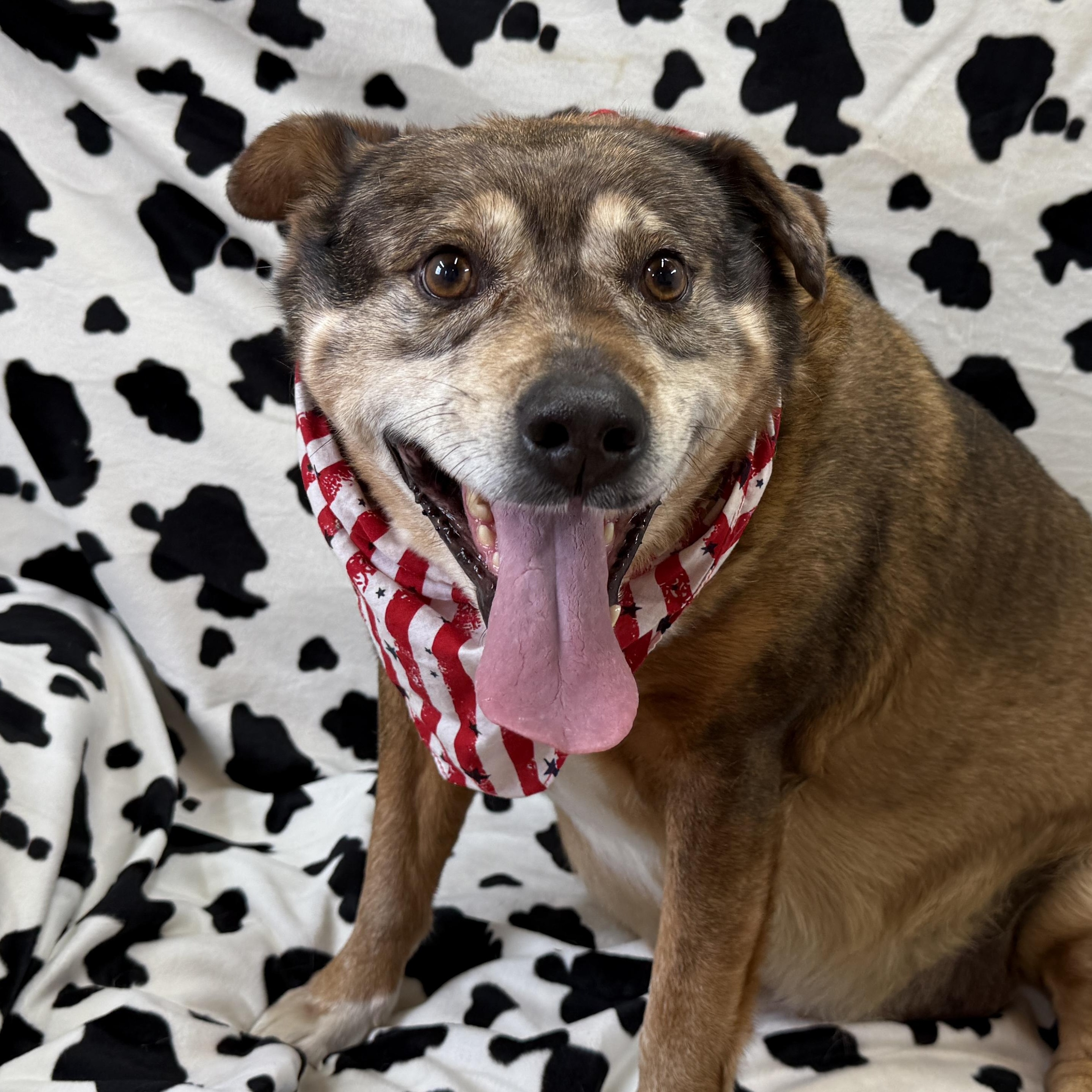 Tanning, a Adoptable Cattle Dog in Woburn, MA image 1/6