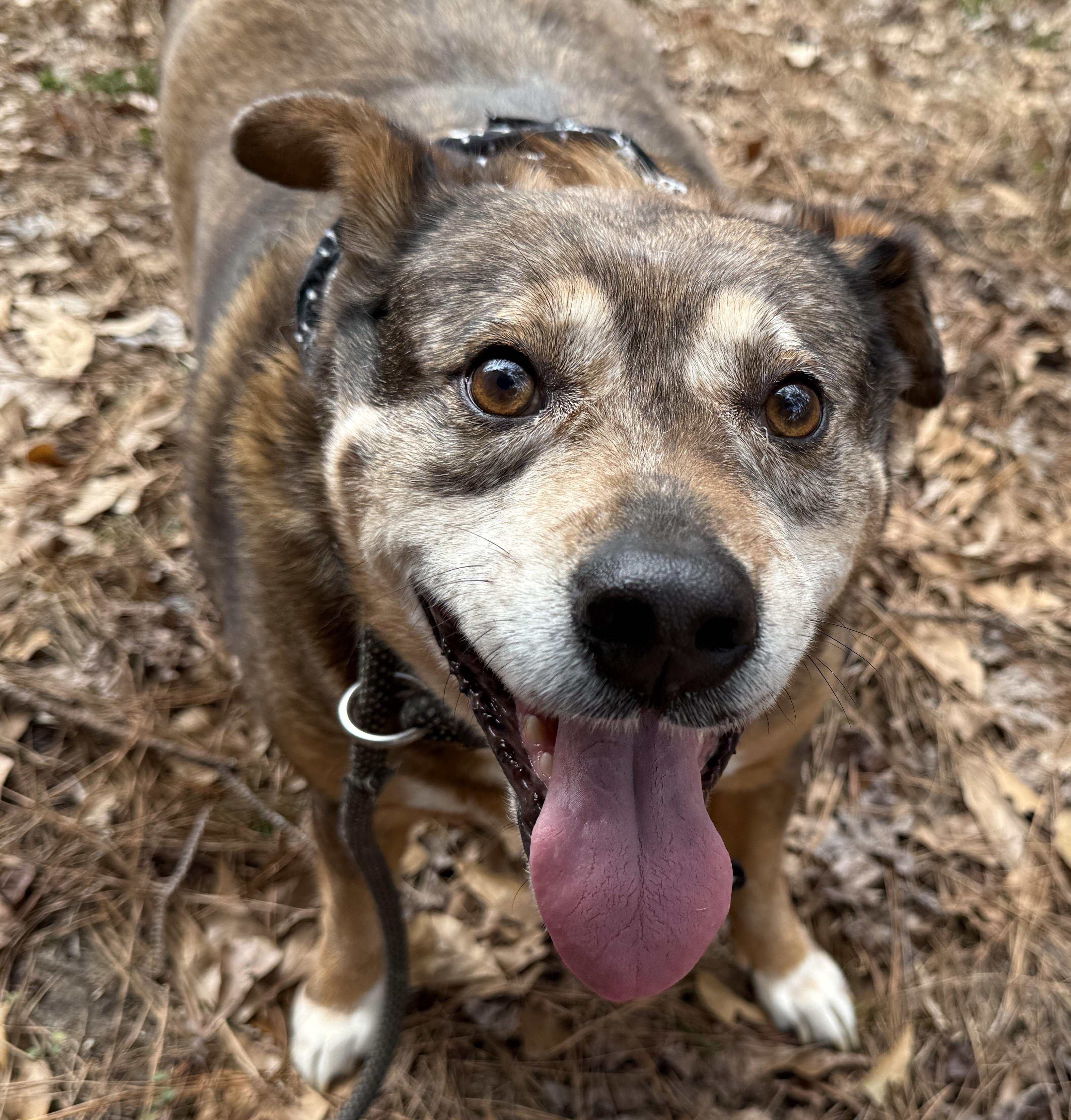 Tanning, a Adoptable Cattle Dog in Woburn, MA image 2/6
